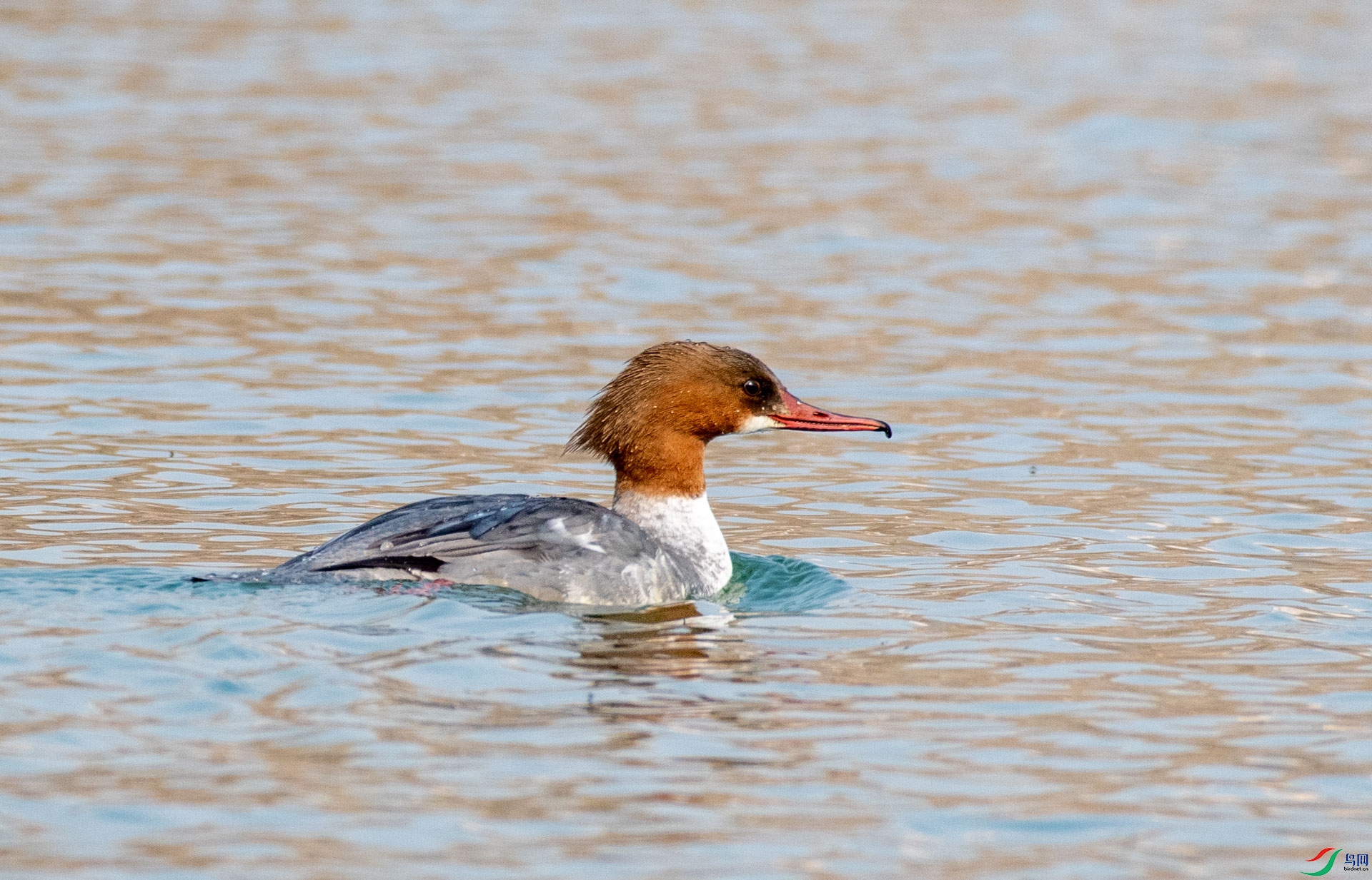 DSC_1230.jpg