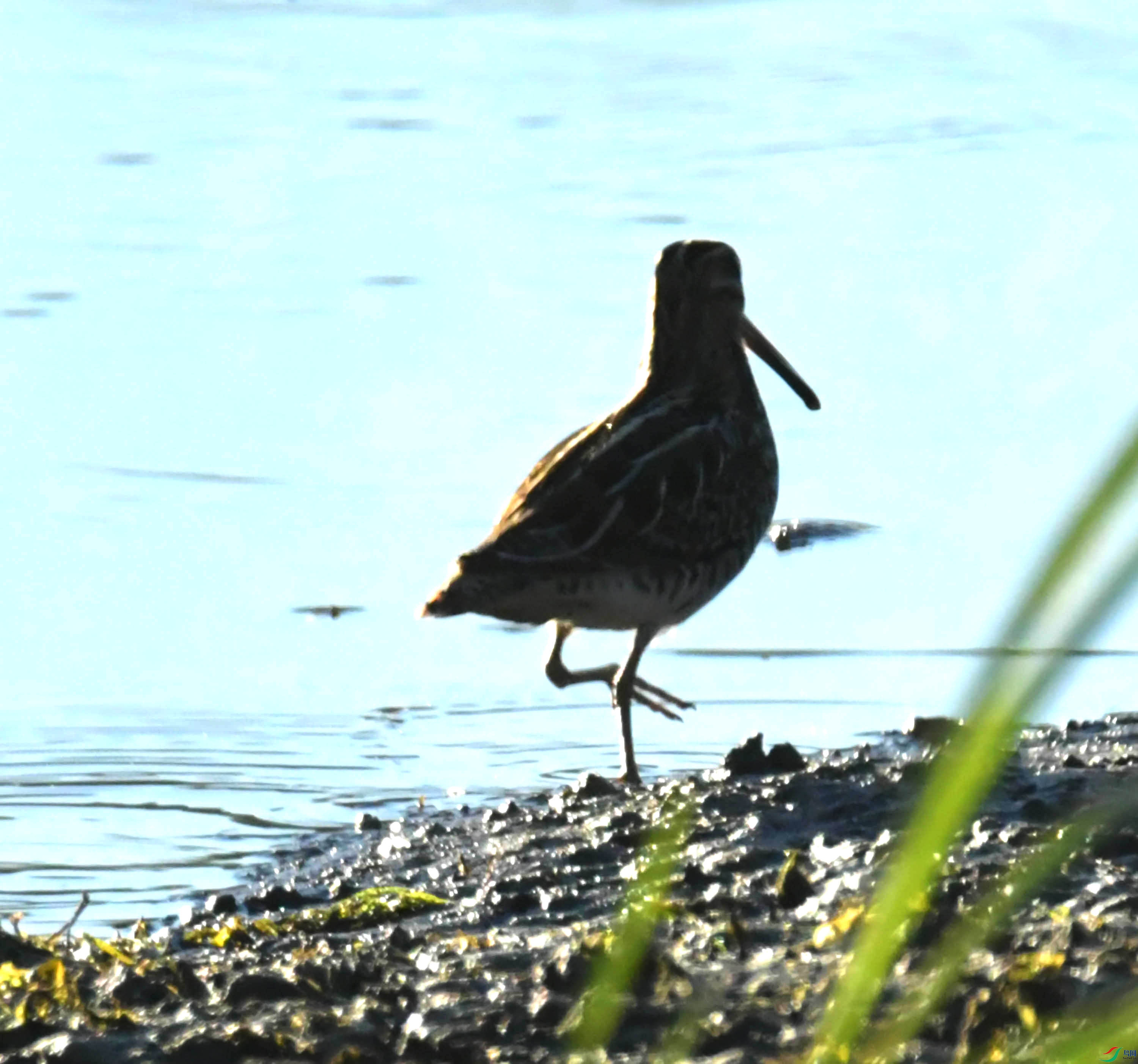 DSC_8638.JPG