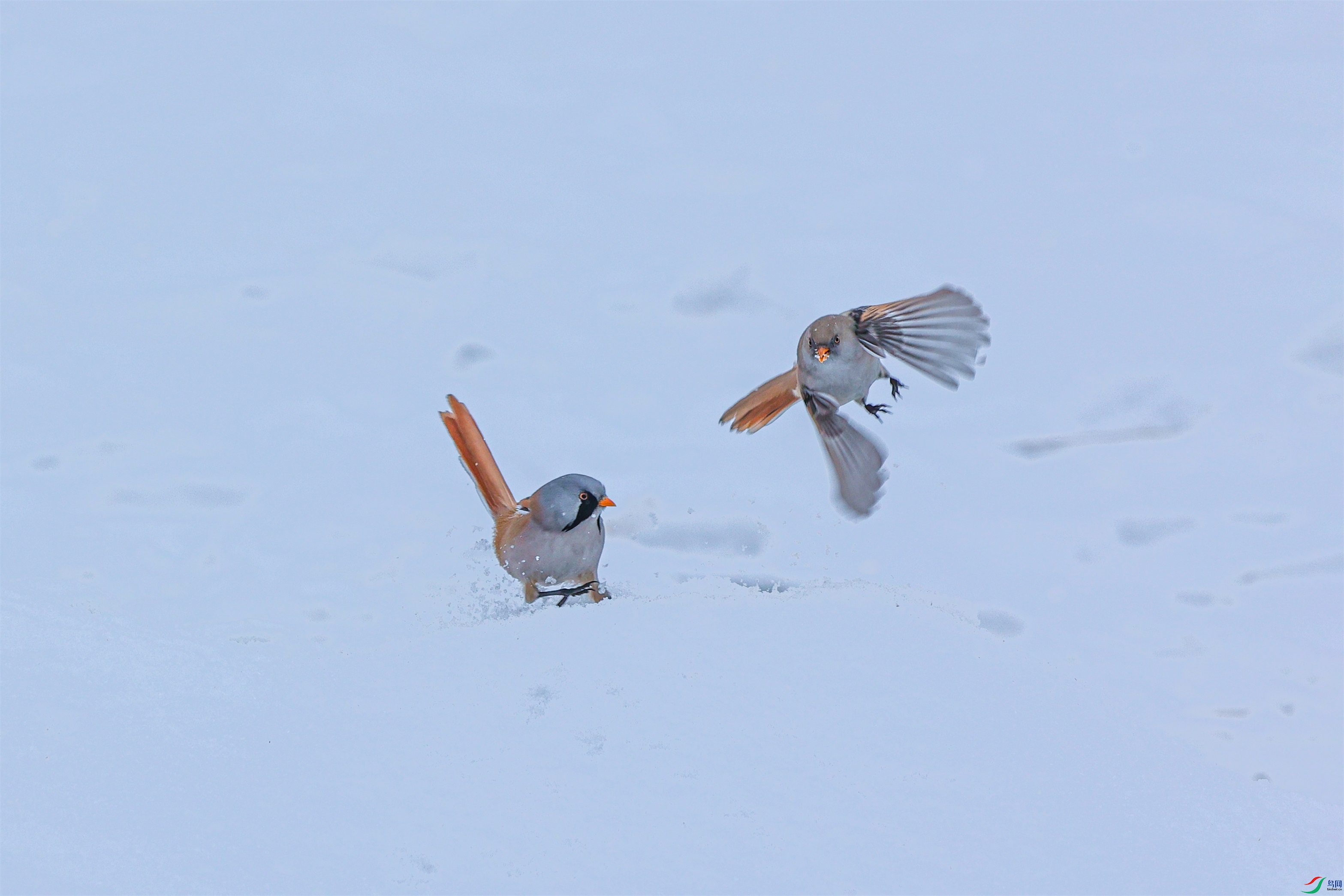 1K3A1625 ����1.jpg