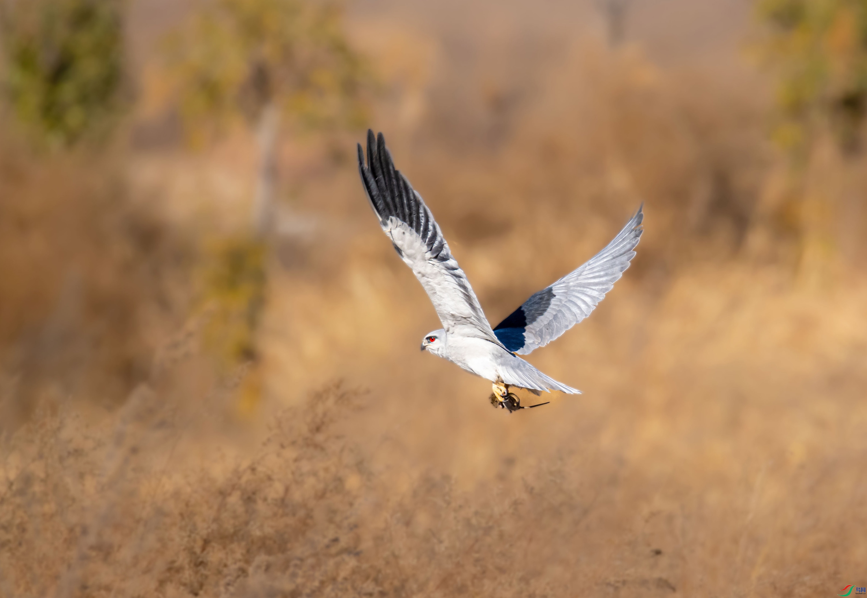 DSC_5711-1.jpg