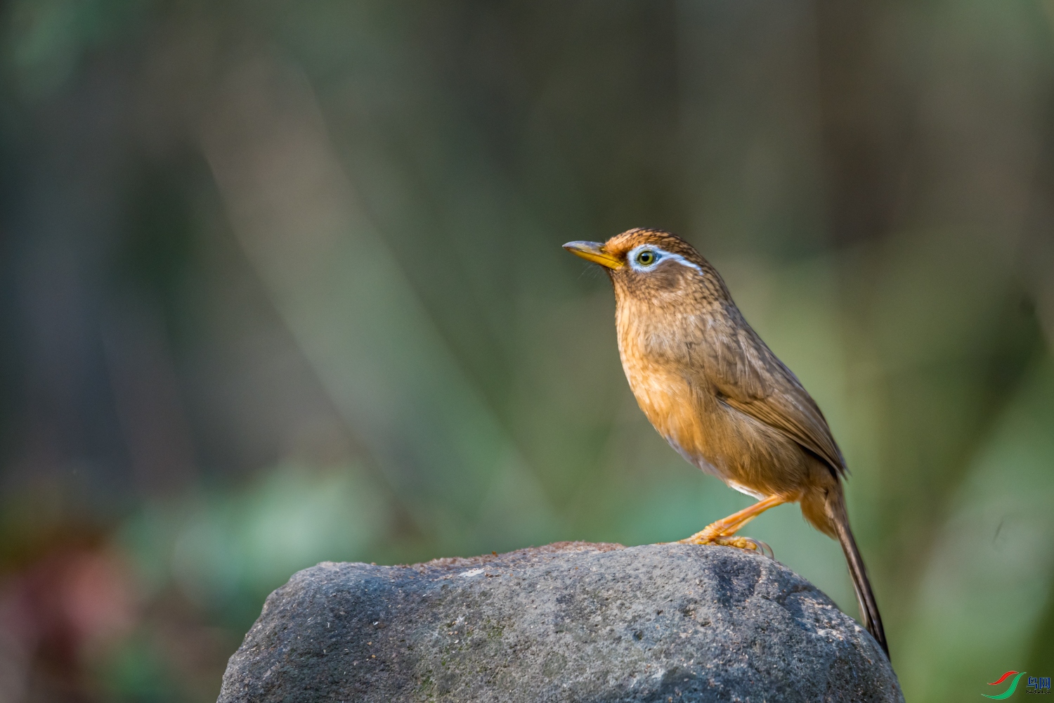 _DSC2424_1.jpg