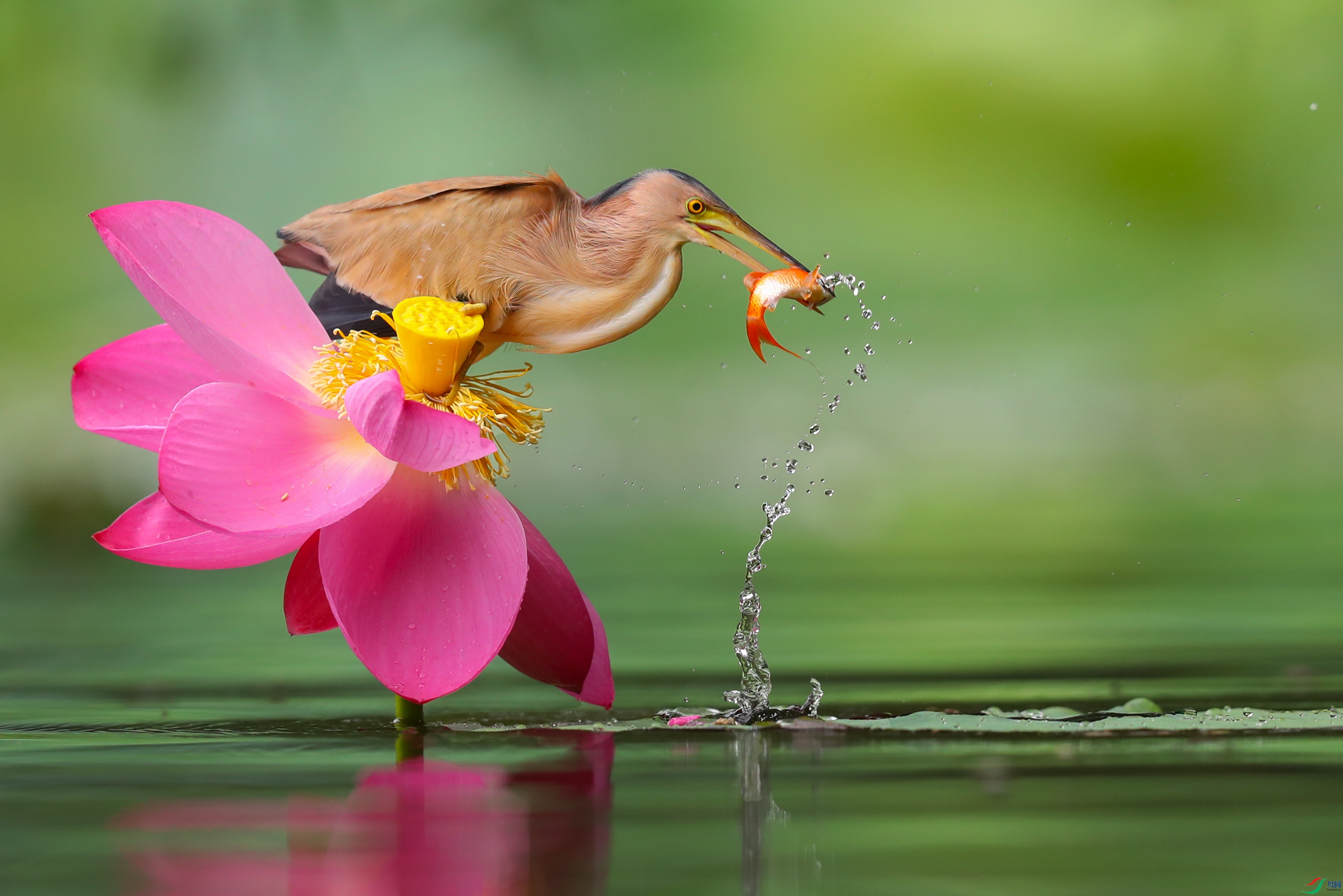 ���һ�ӭ�����ʦ����VIP������Ŷ�.jpg