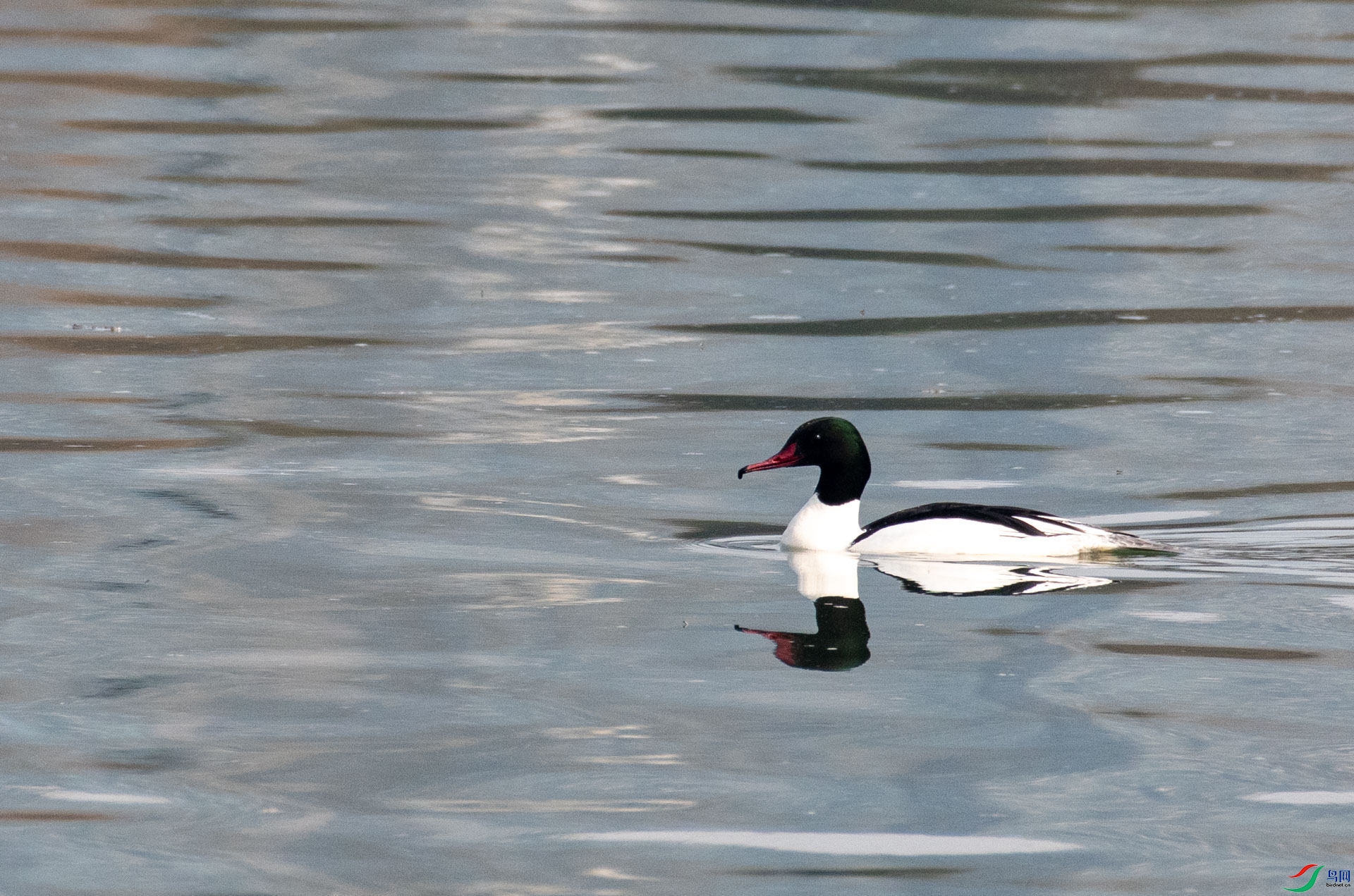 DSC_1043.jpg