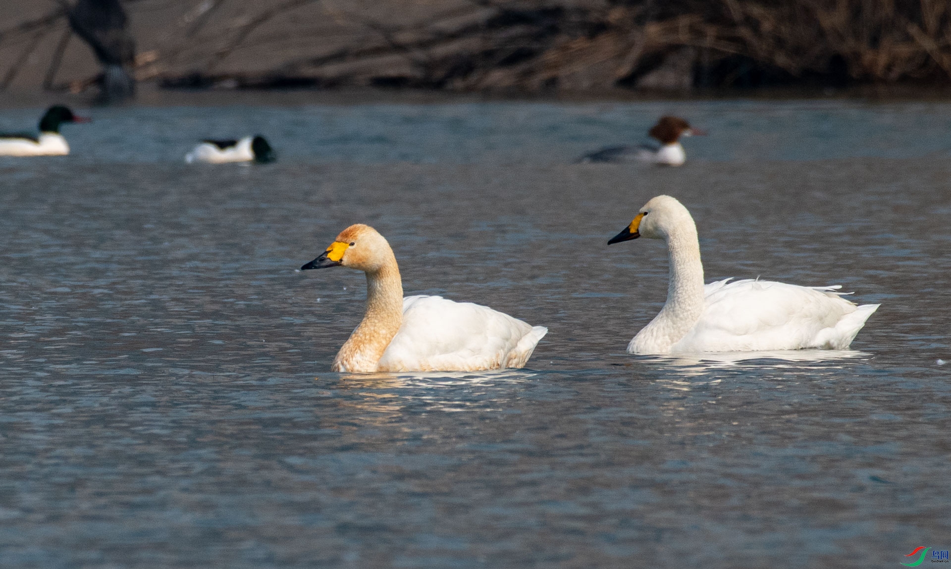 DSC_1069.jpg