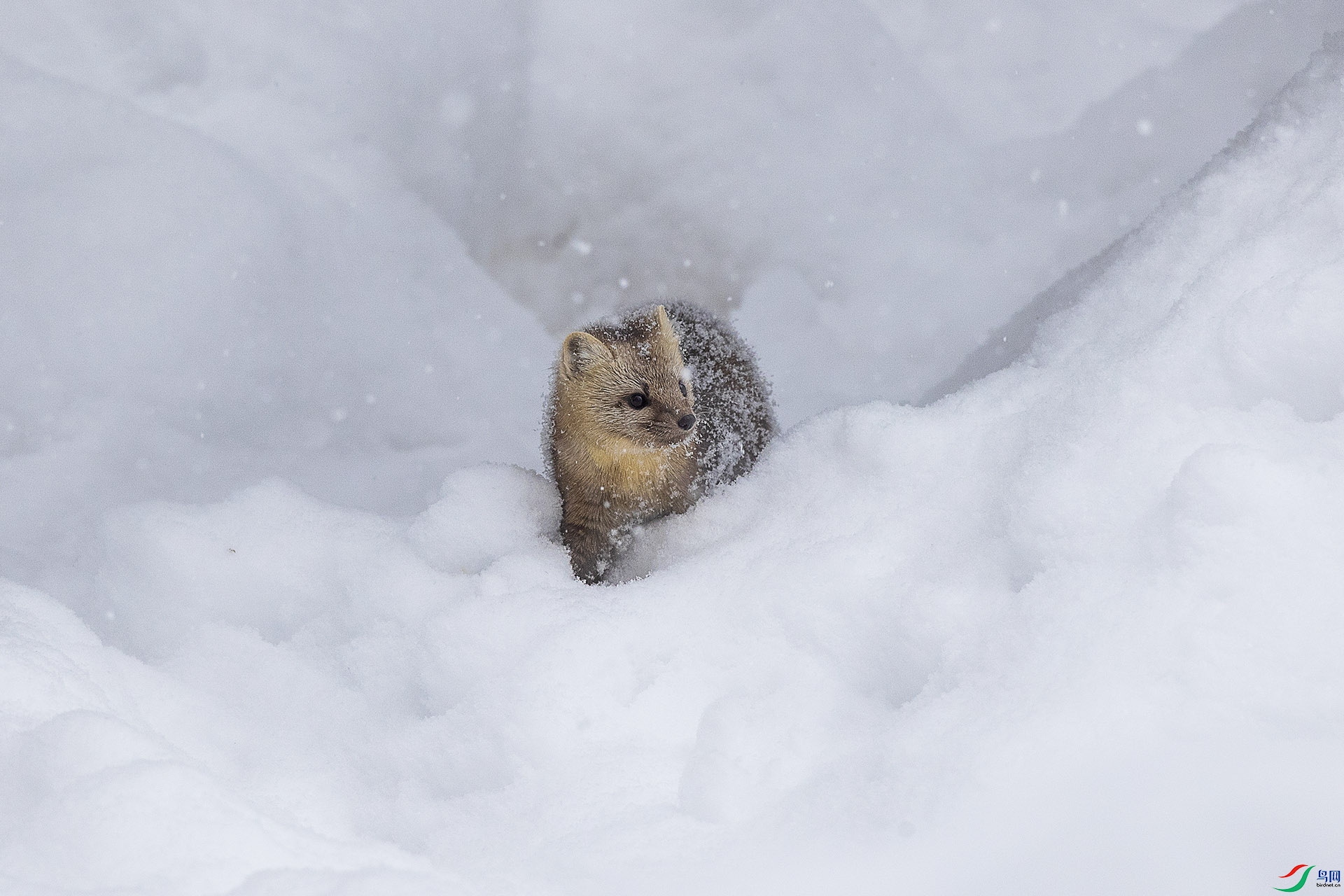 CD0I9633 ����.jpg