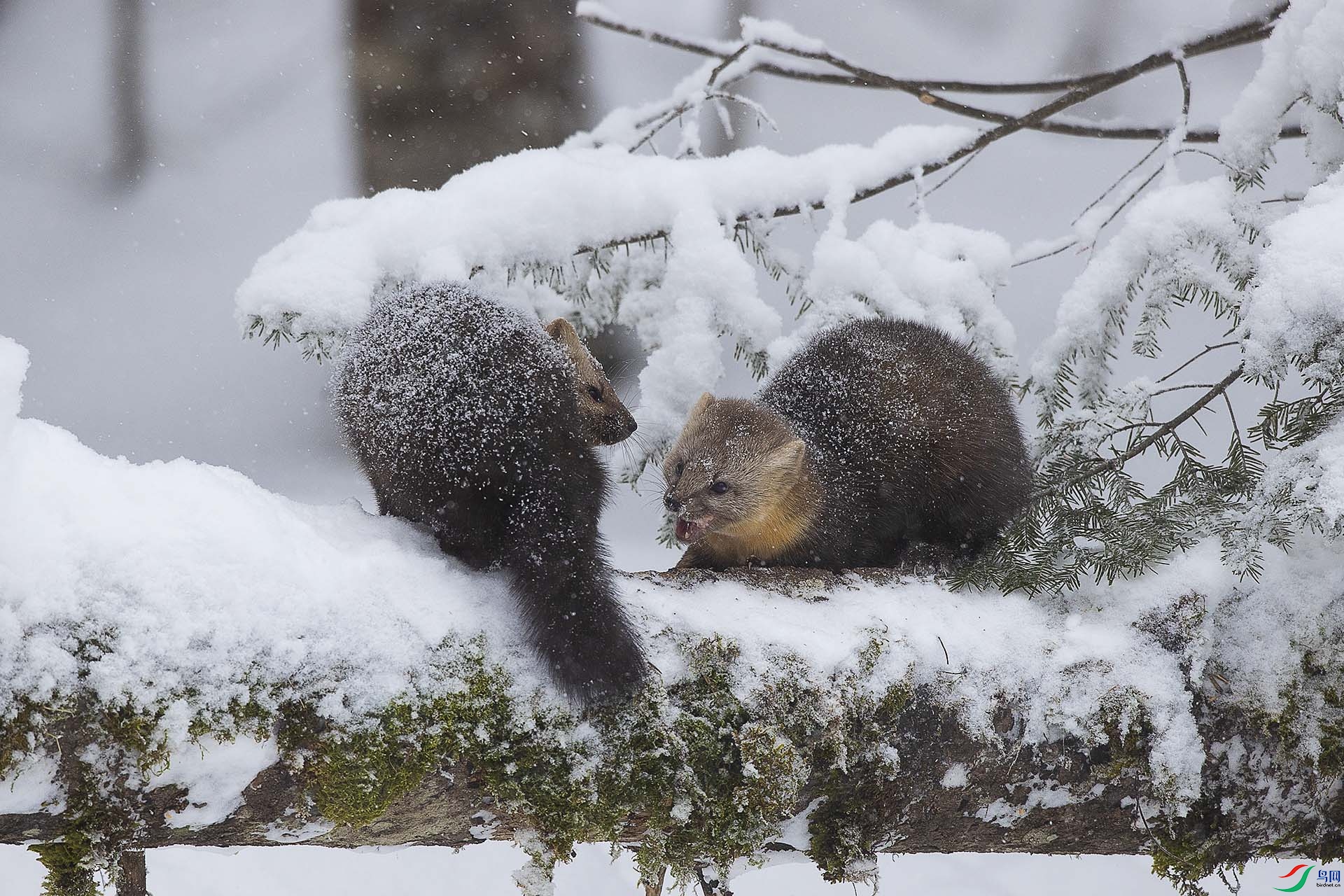 CD0I9999 ���� 2.jpg