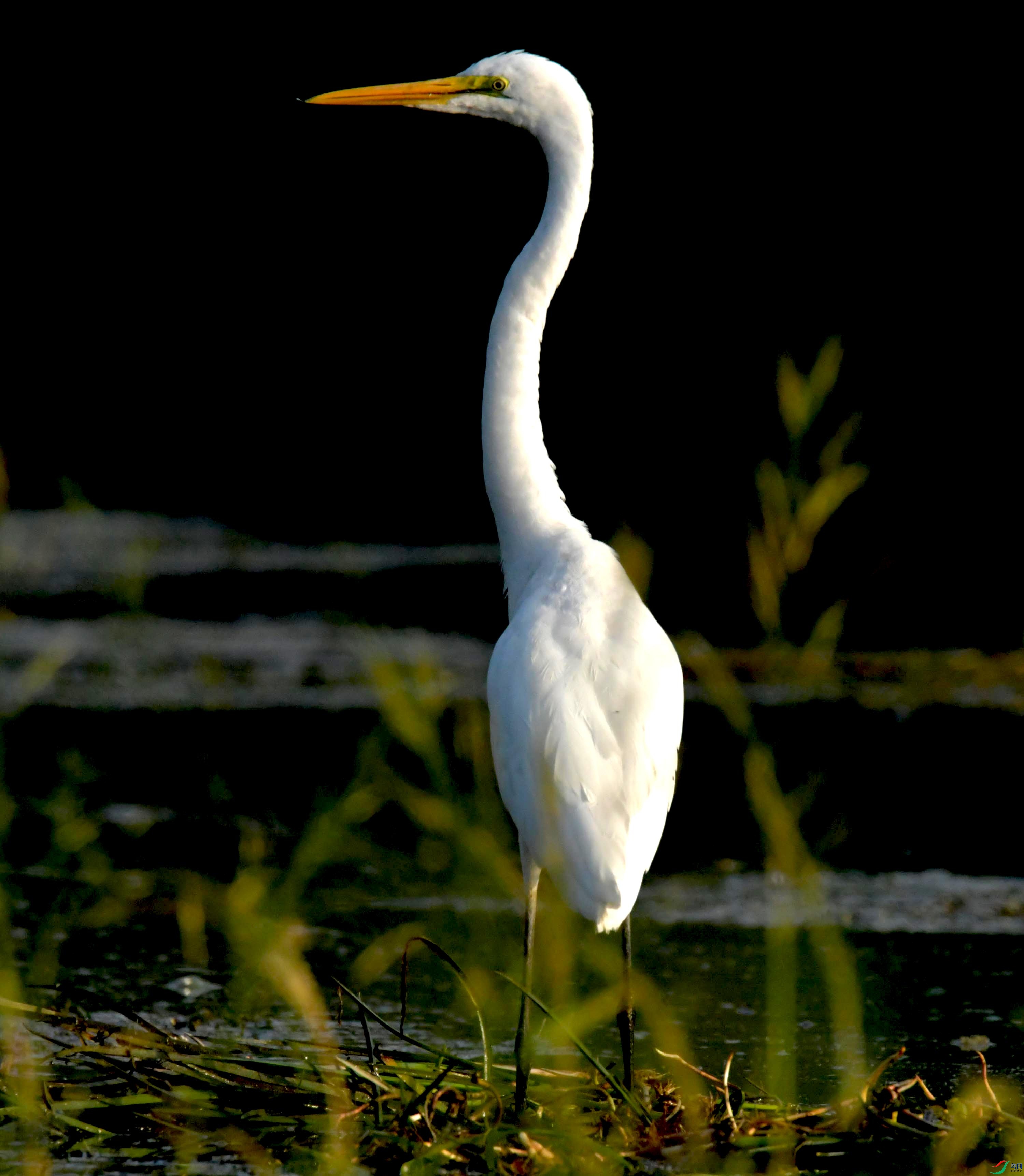 DSC_0783.JPG
