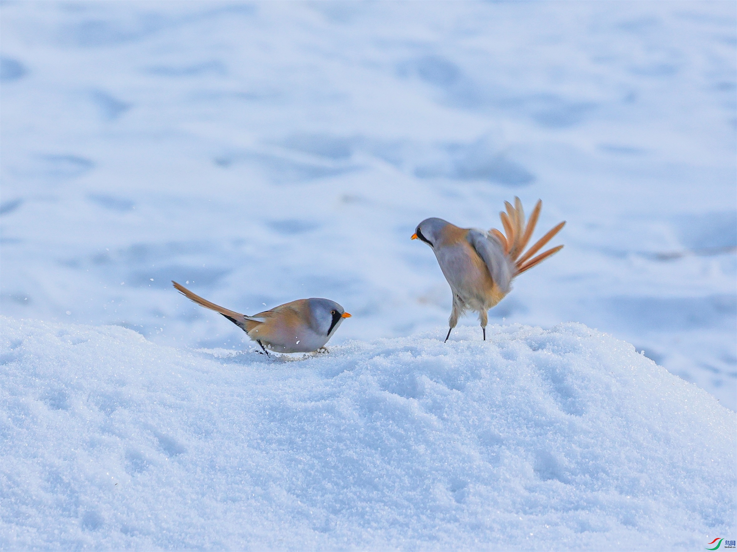 1K3A3248 ����1.jpg