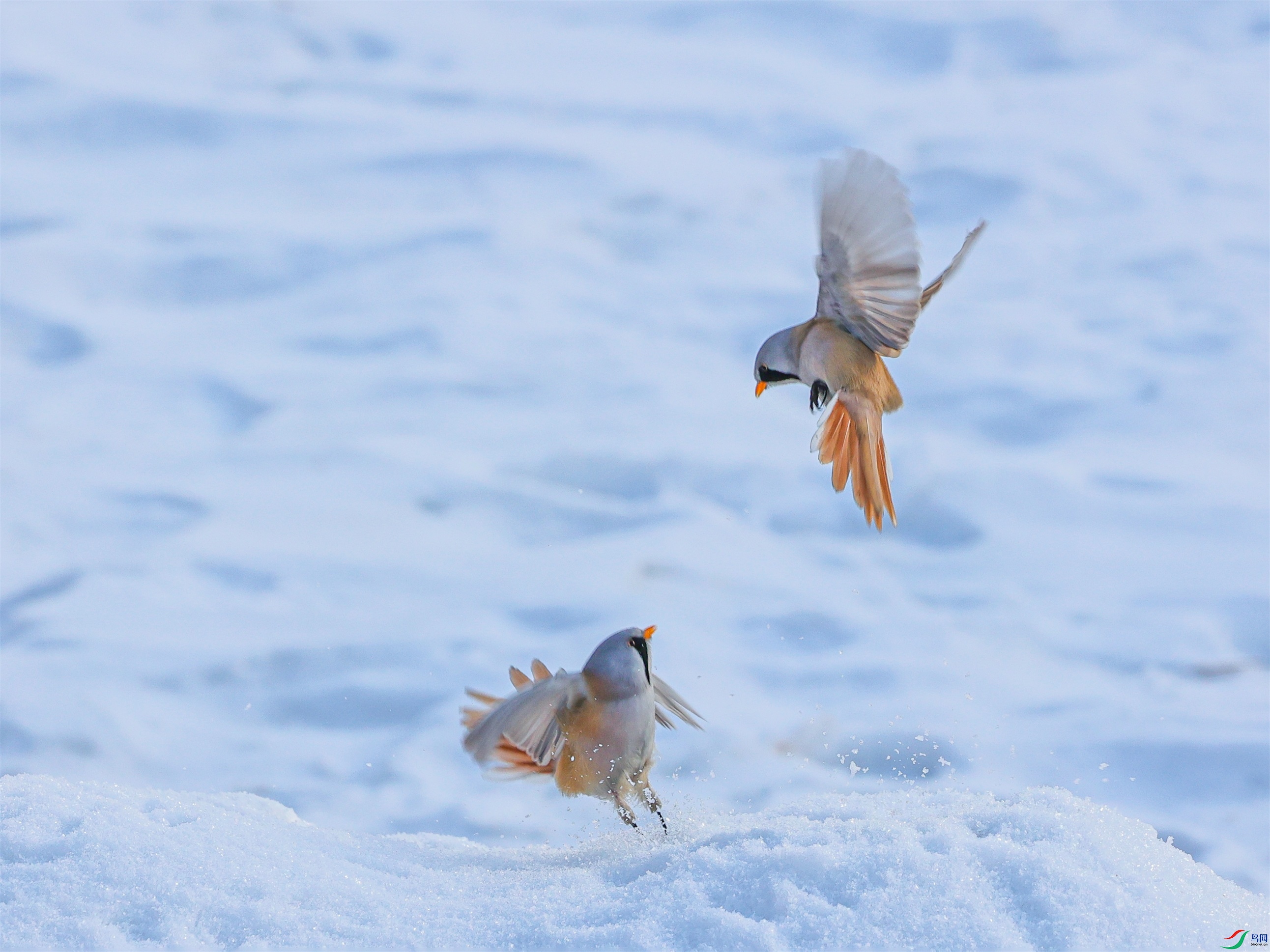 1K3A3249 ����1.jpg