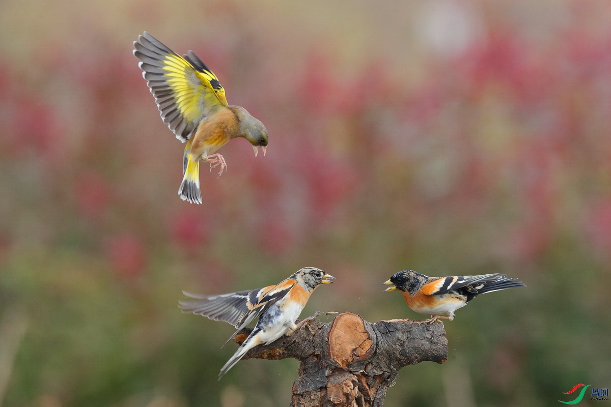 ����CL7I4676 - ���� (2) - ����.JPG