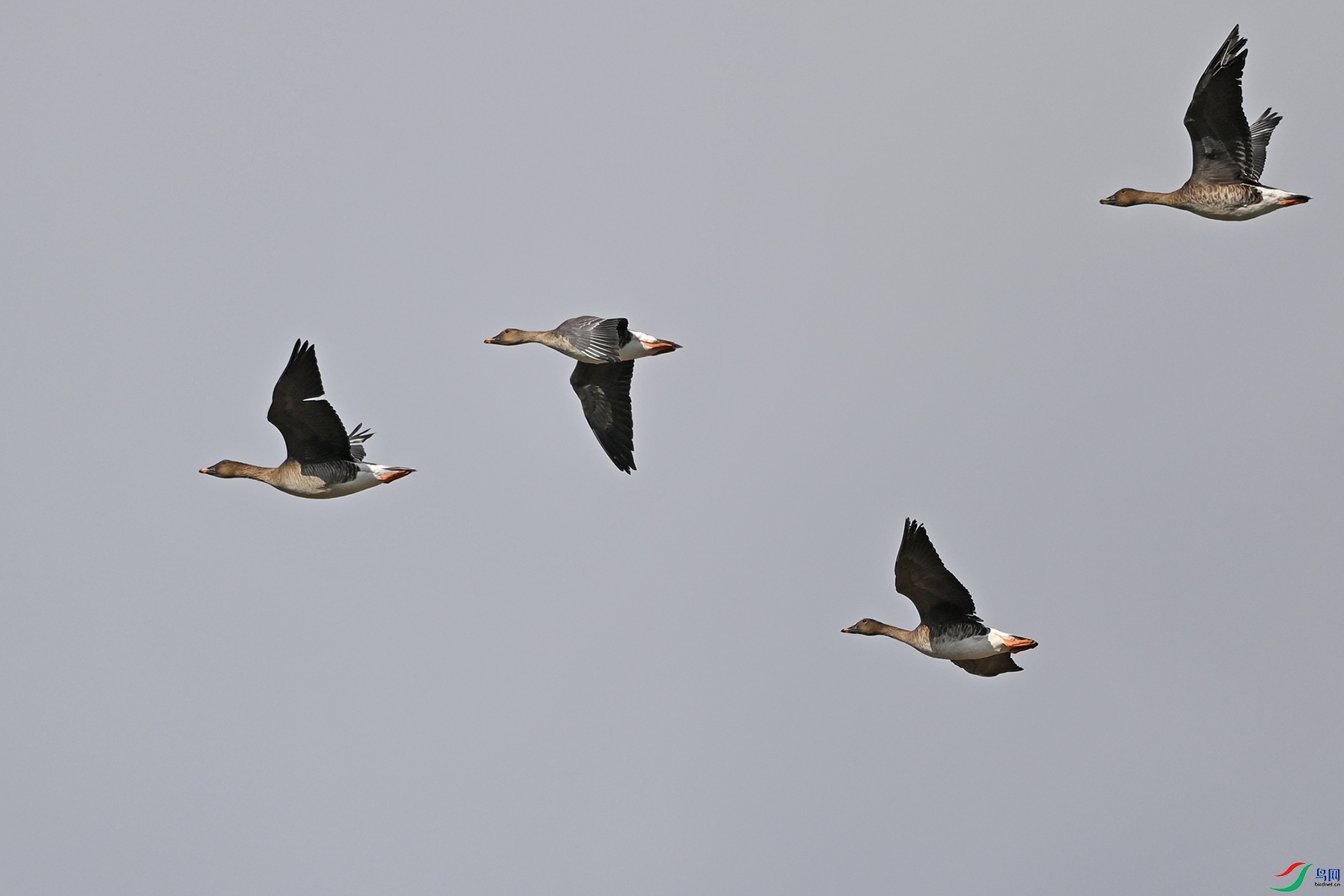 DSC_0965.jpg