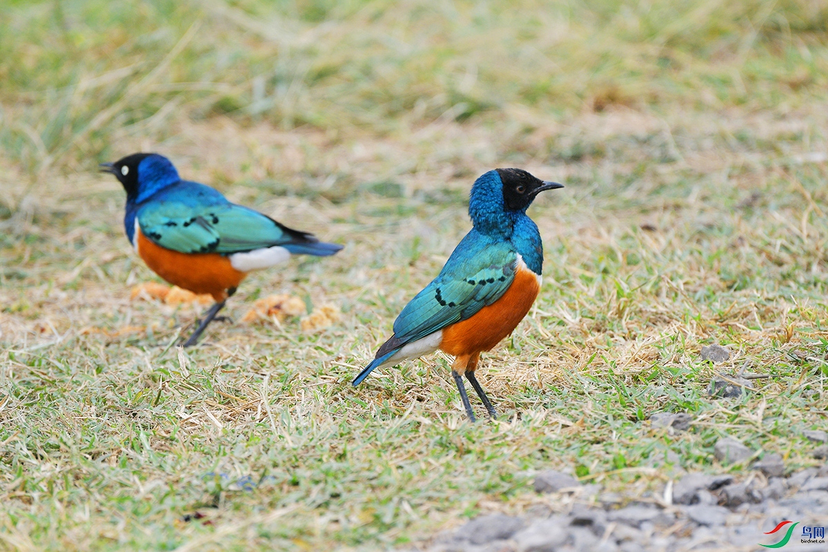 DSC_4316.JPG