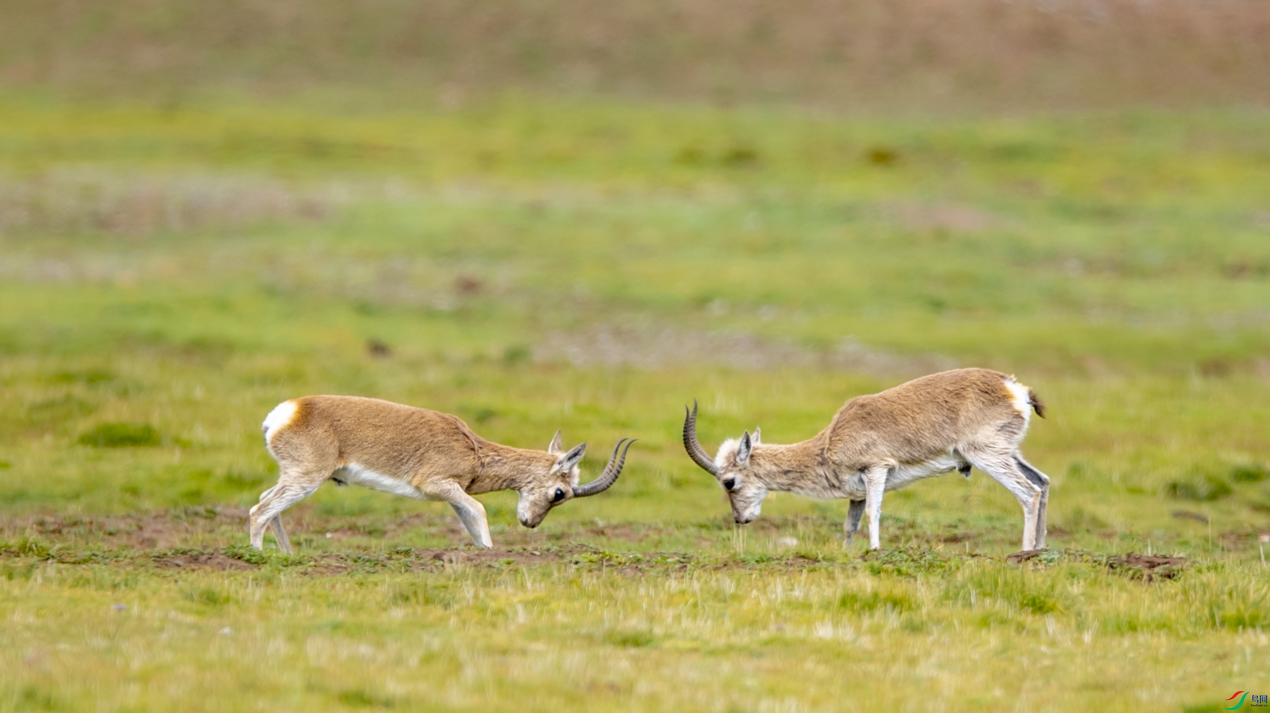 DSC_7864׼��ս��.JPG