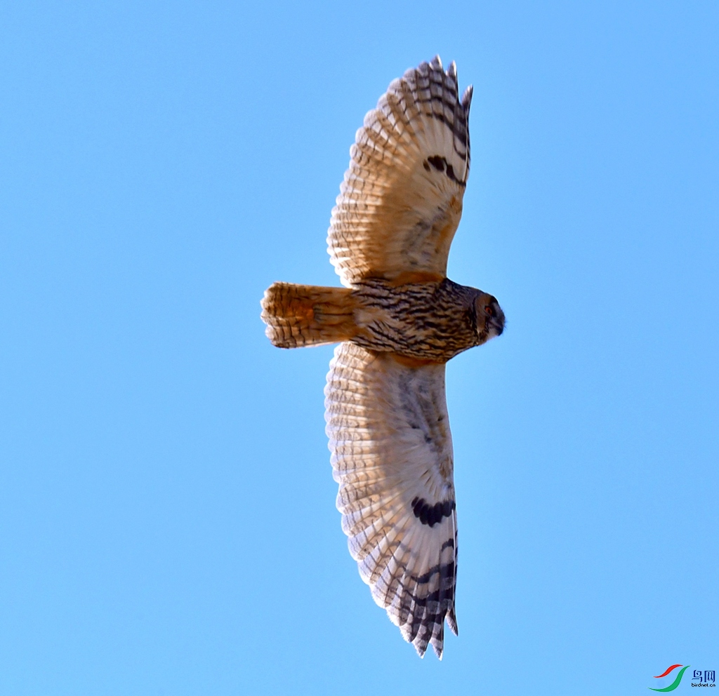 DSC_6516.jpg