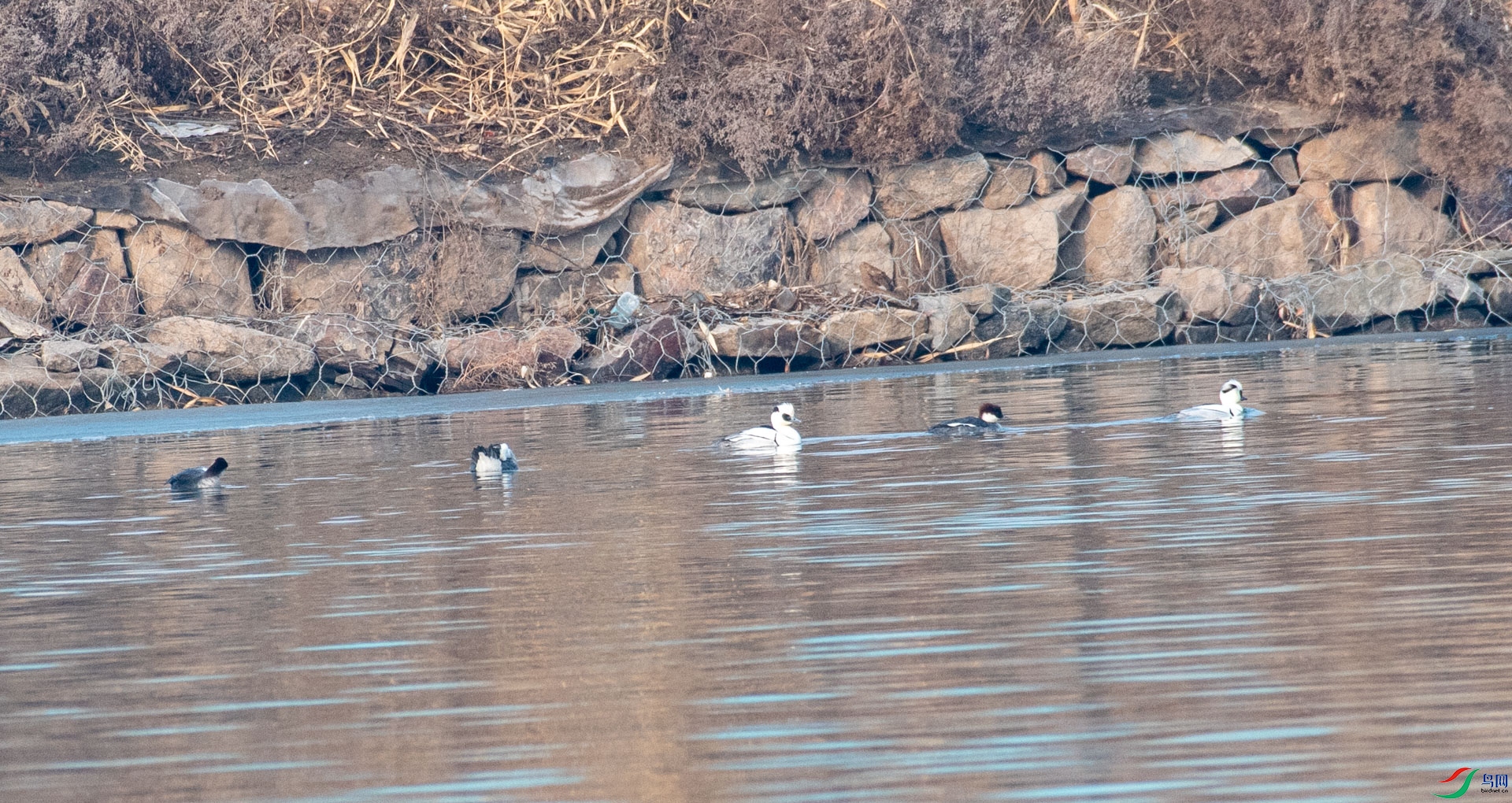 DSC_2130.jpg