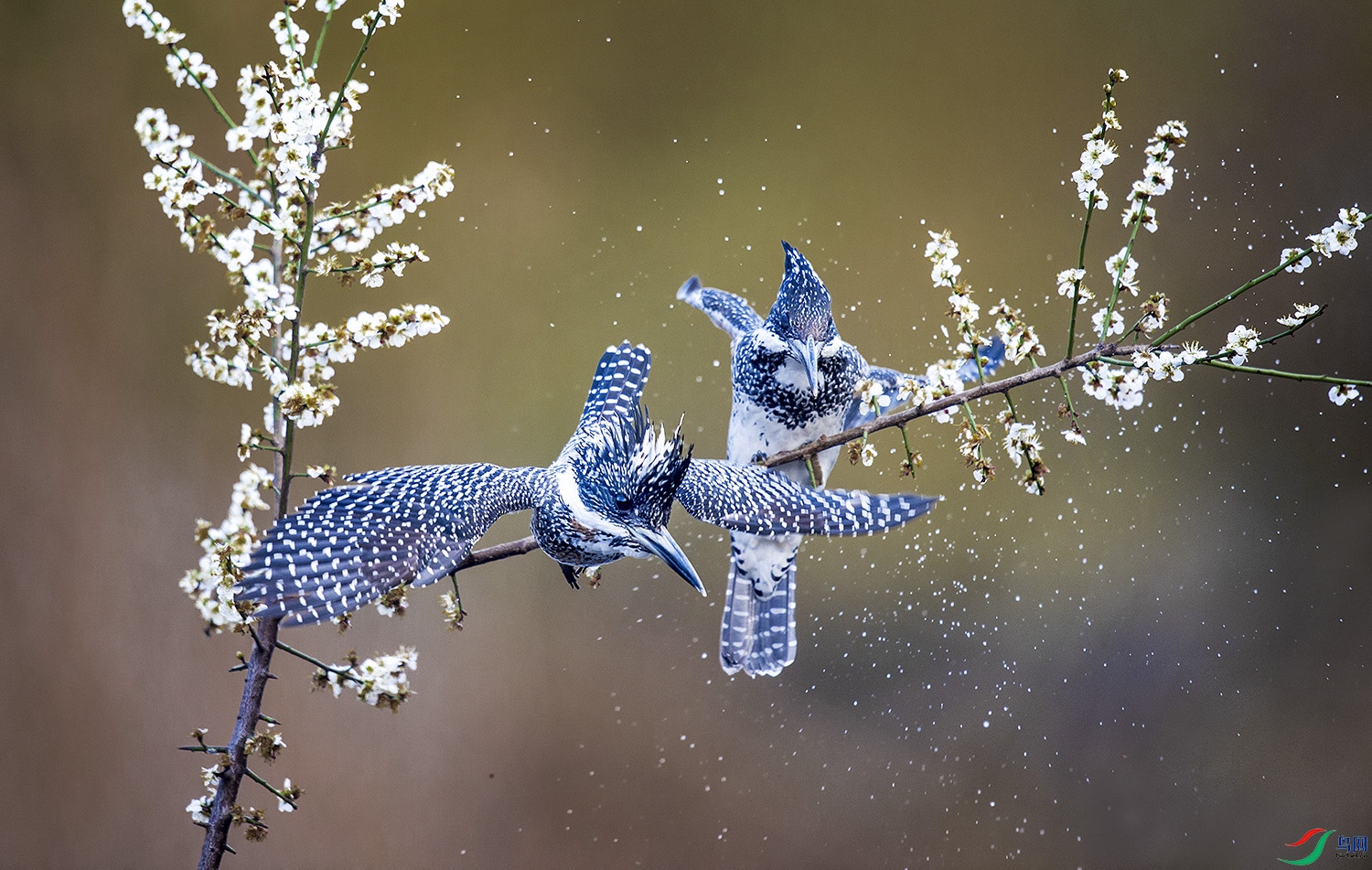 XSX_1095 f ����.jpg