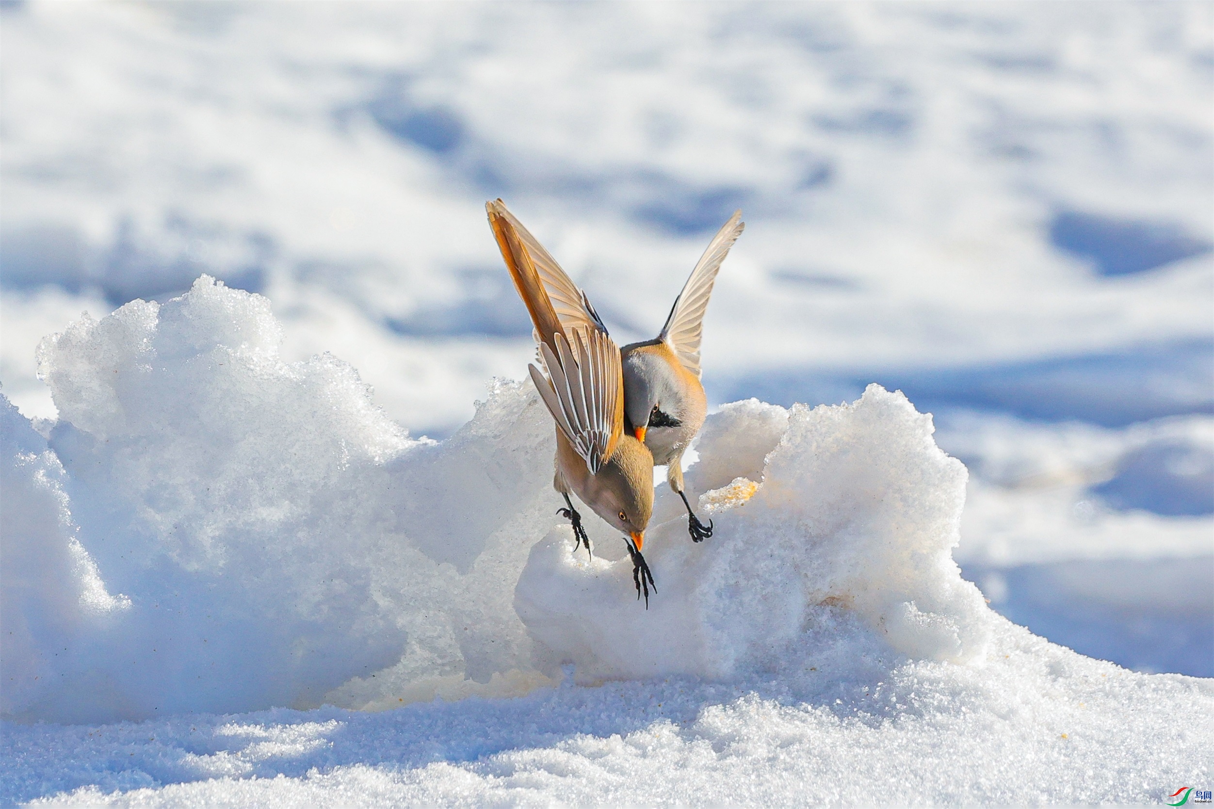 1K3A0252 ����1.jpg