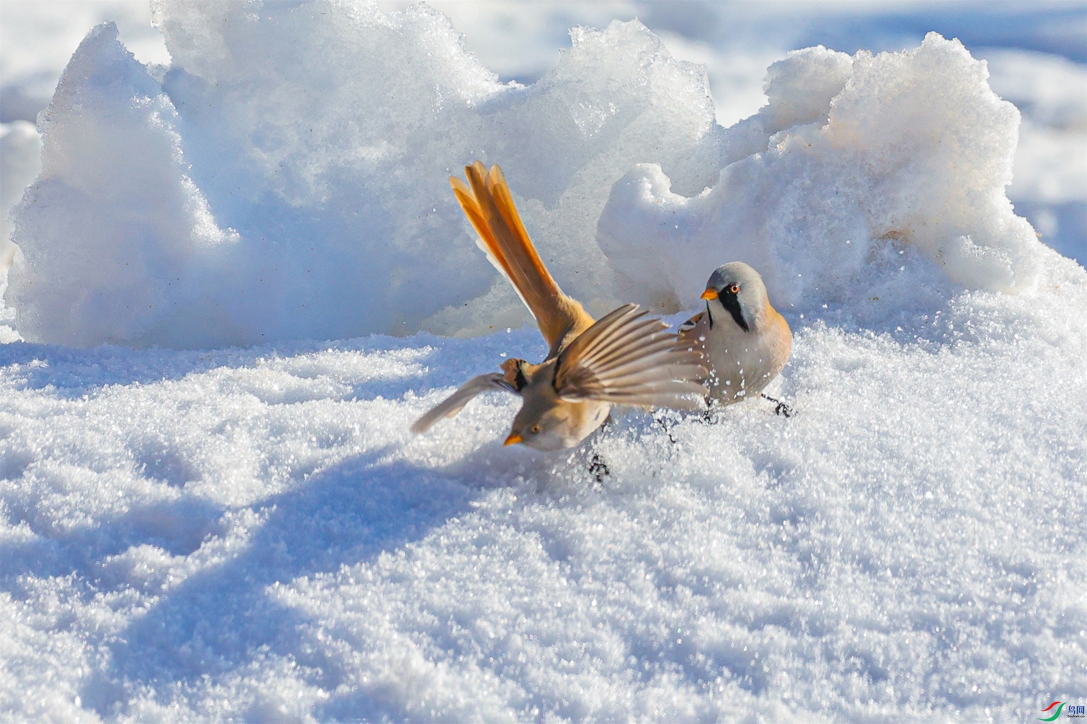 1K3A0255 ����1.jpg