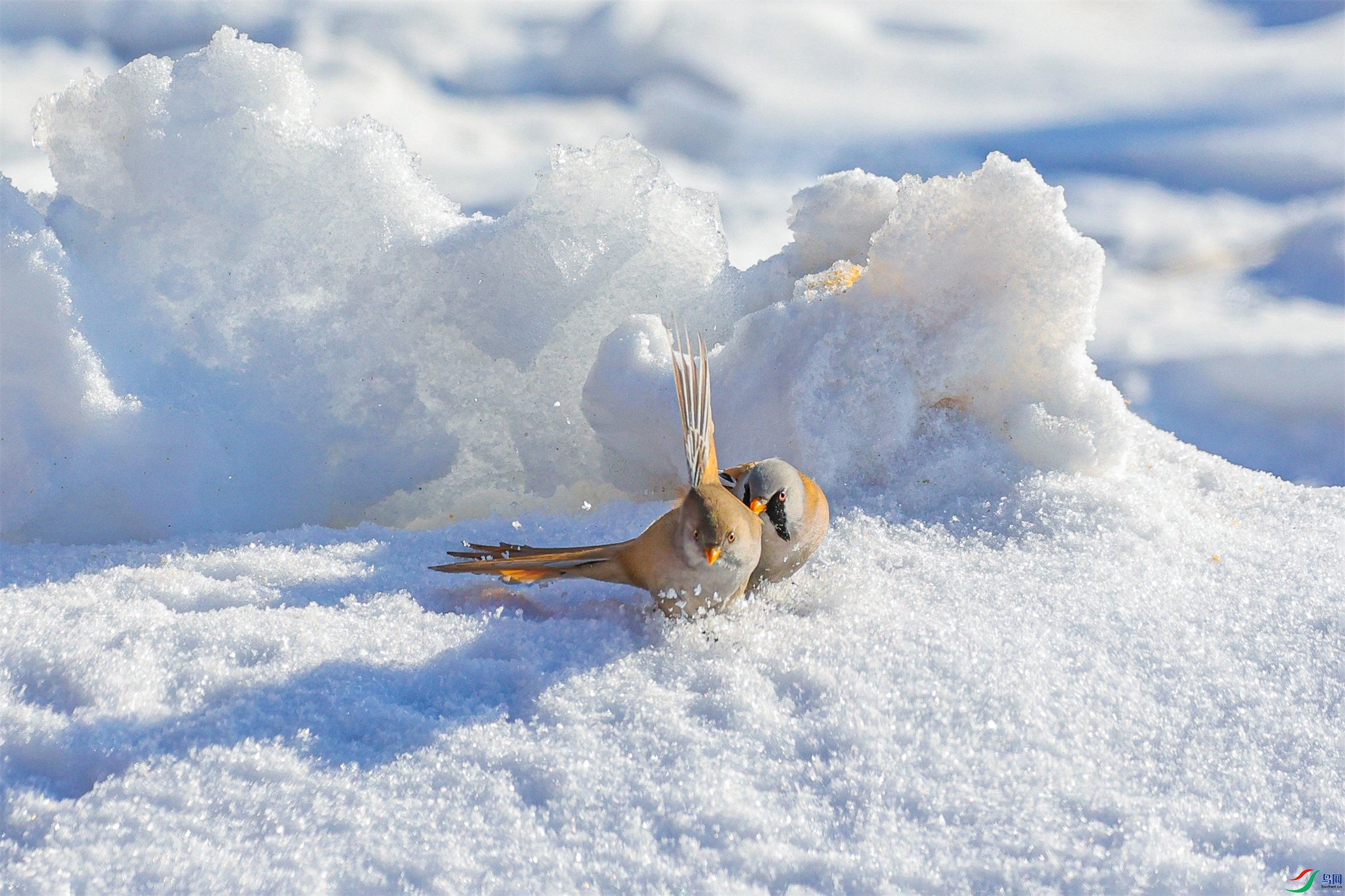 1K3A0254 ����1.jpg