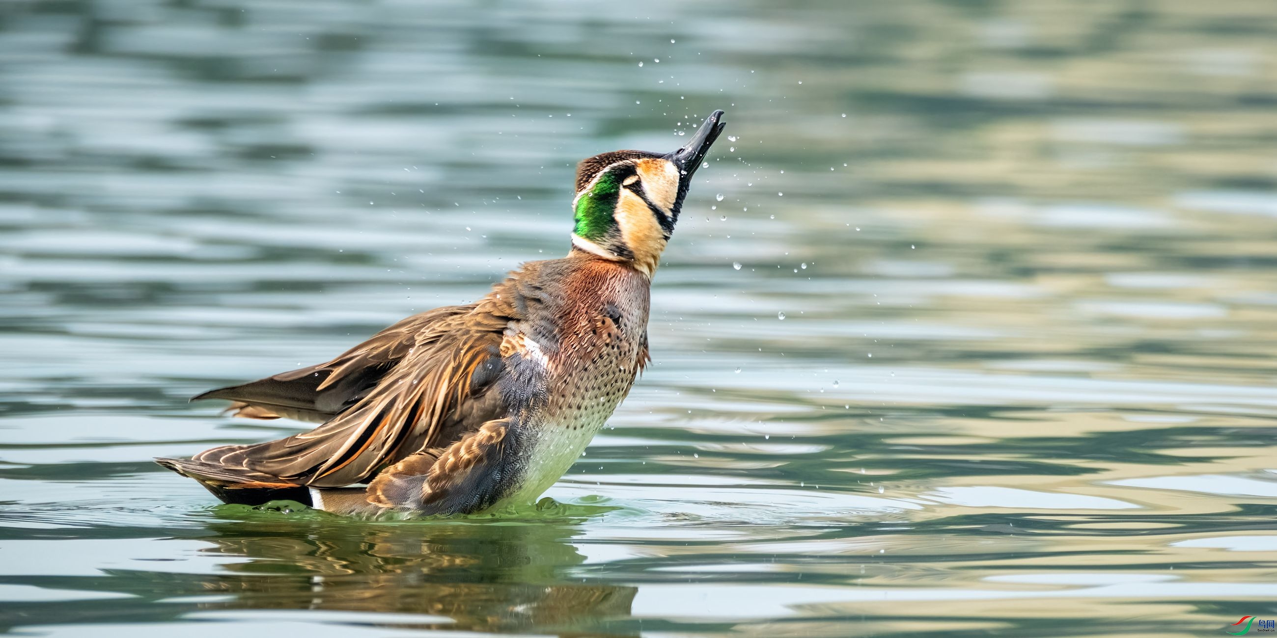 Ϸˮ�Ļ���Ѽ