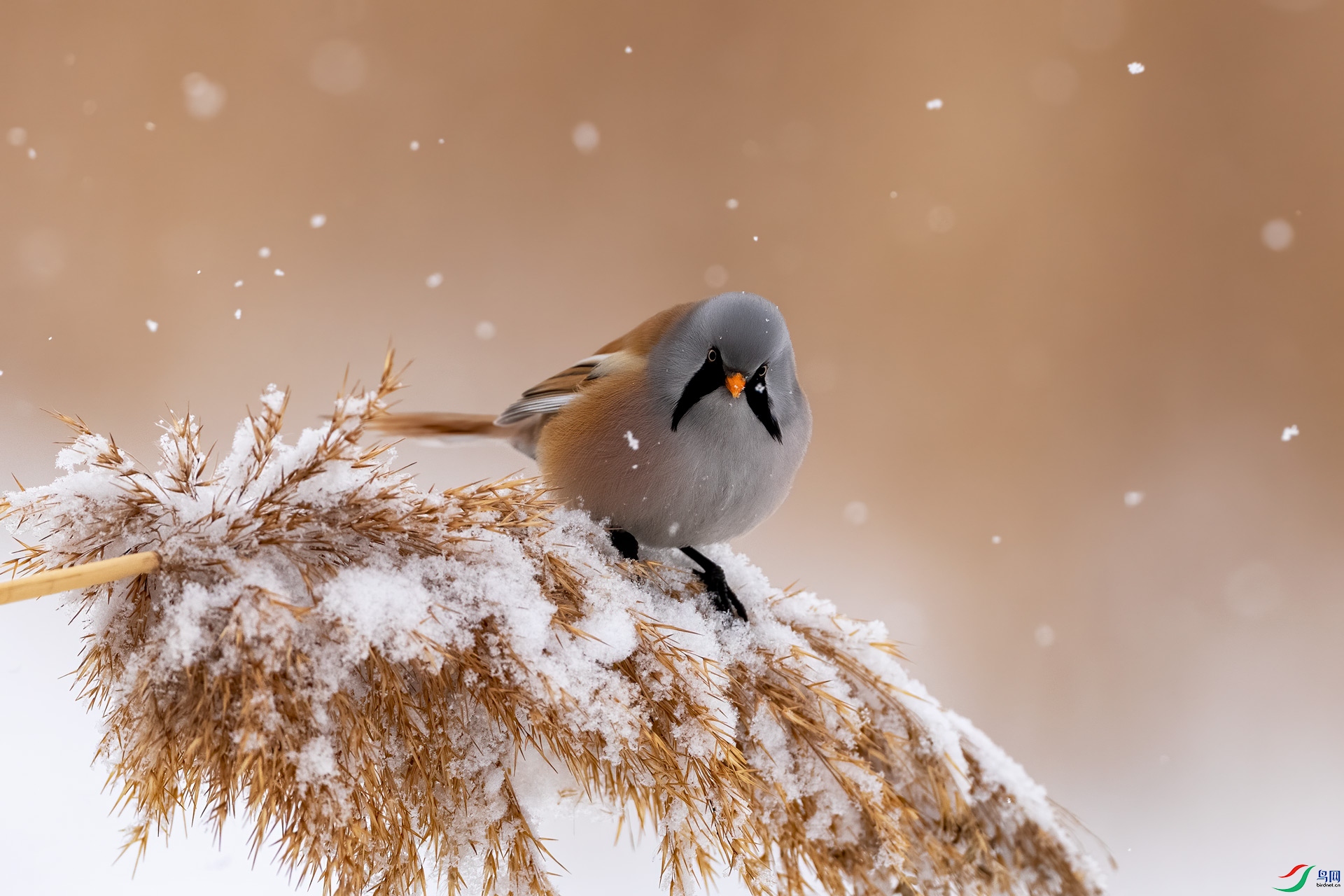 ѩ�������С����