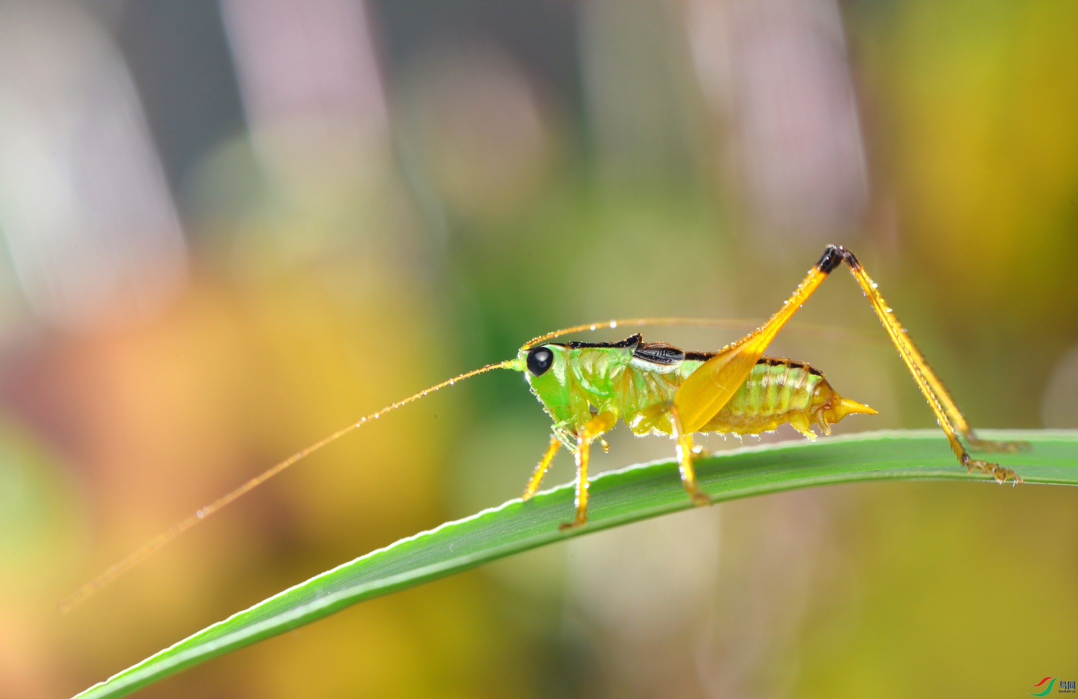 DSC_2799 ����.jpg