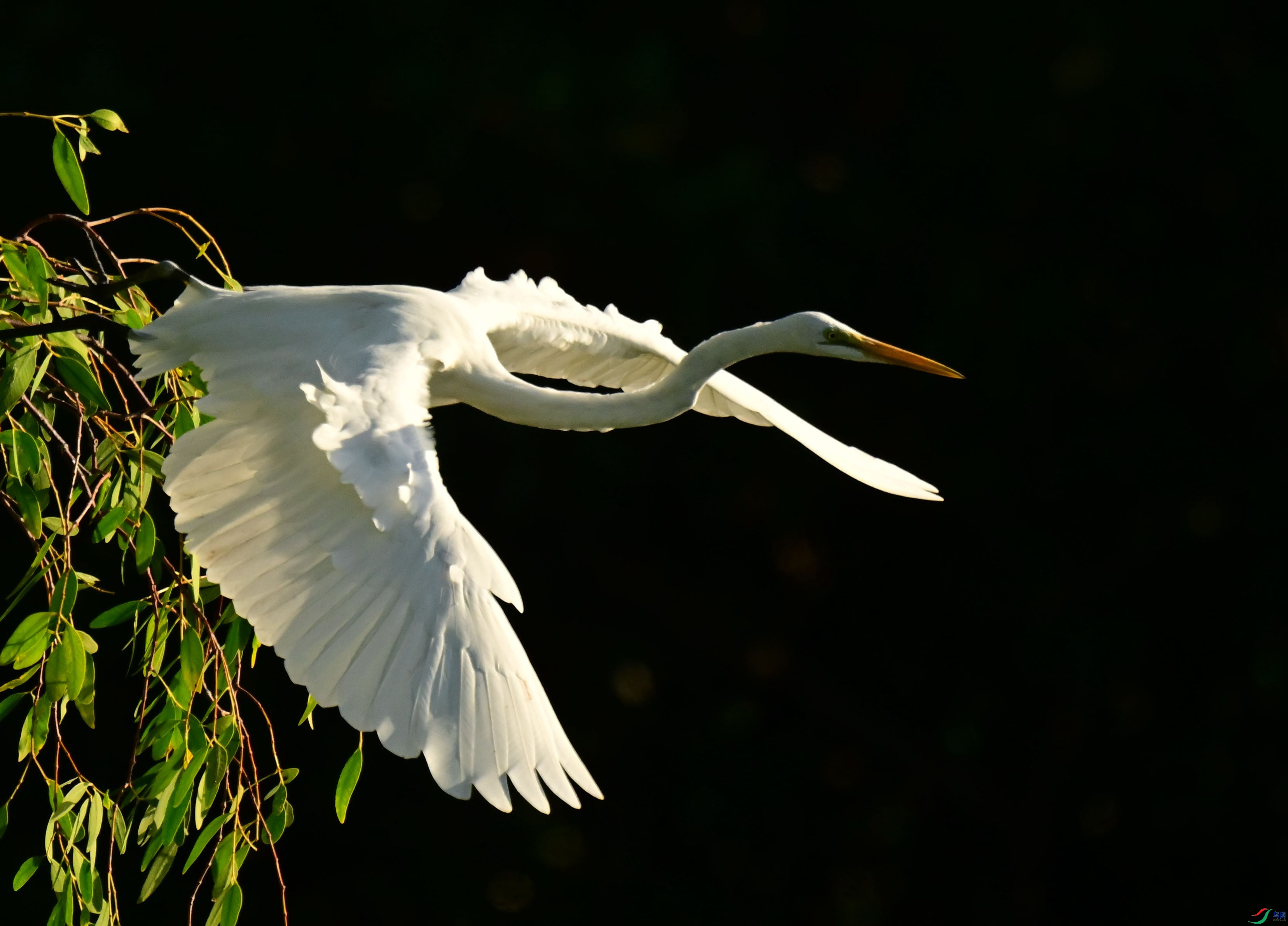 DSC_7484_1.jpg