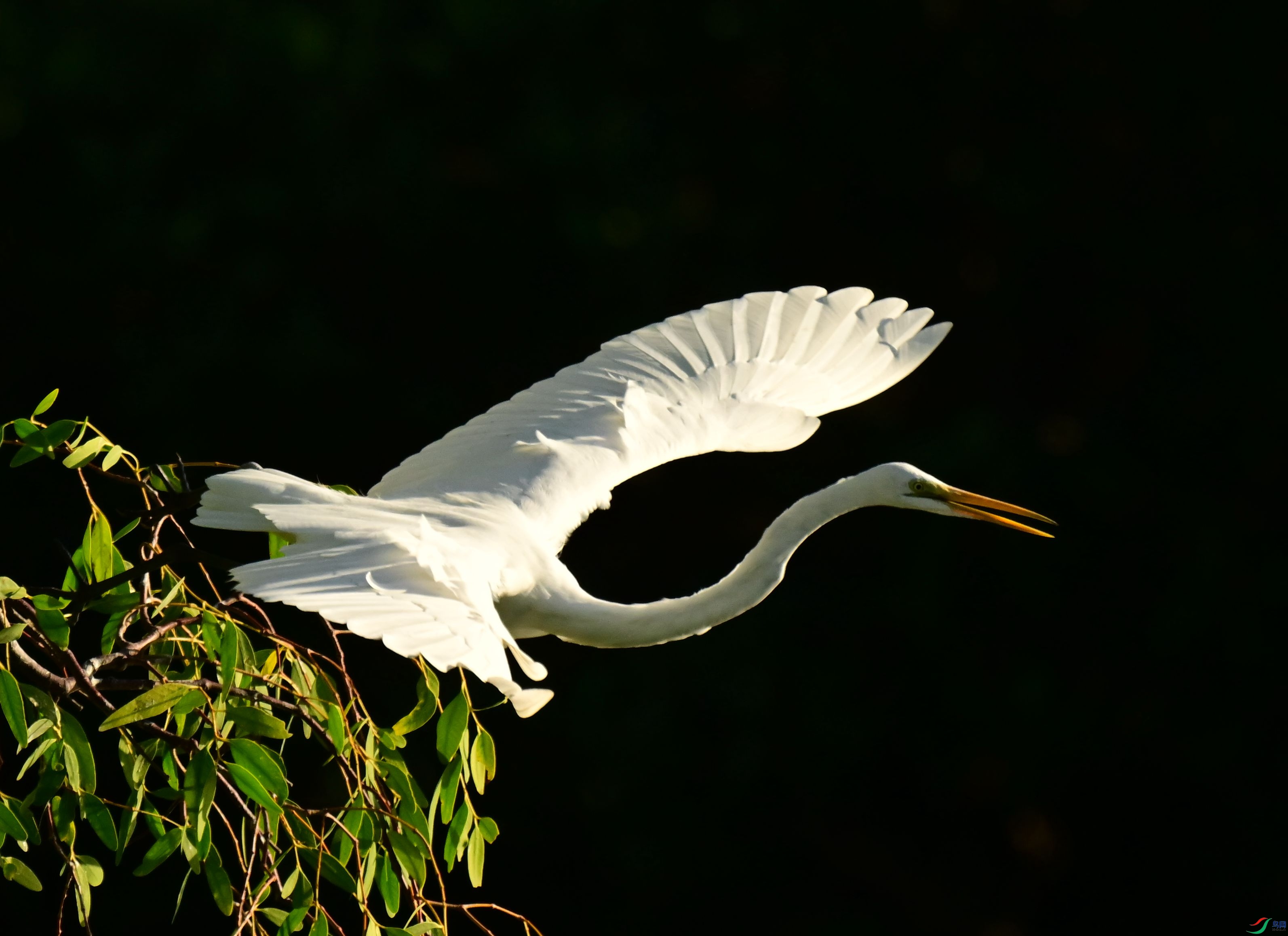 DSC_7482_1.jpg
