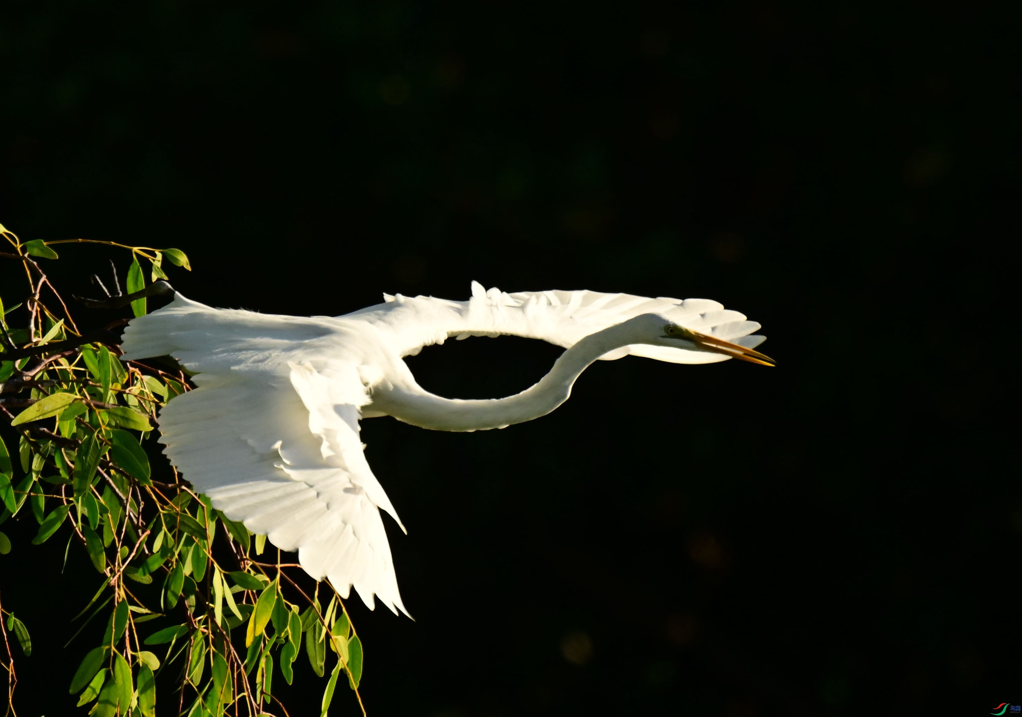 DSC_7483_1.jpg