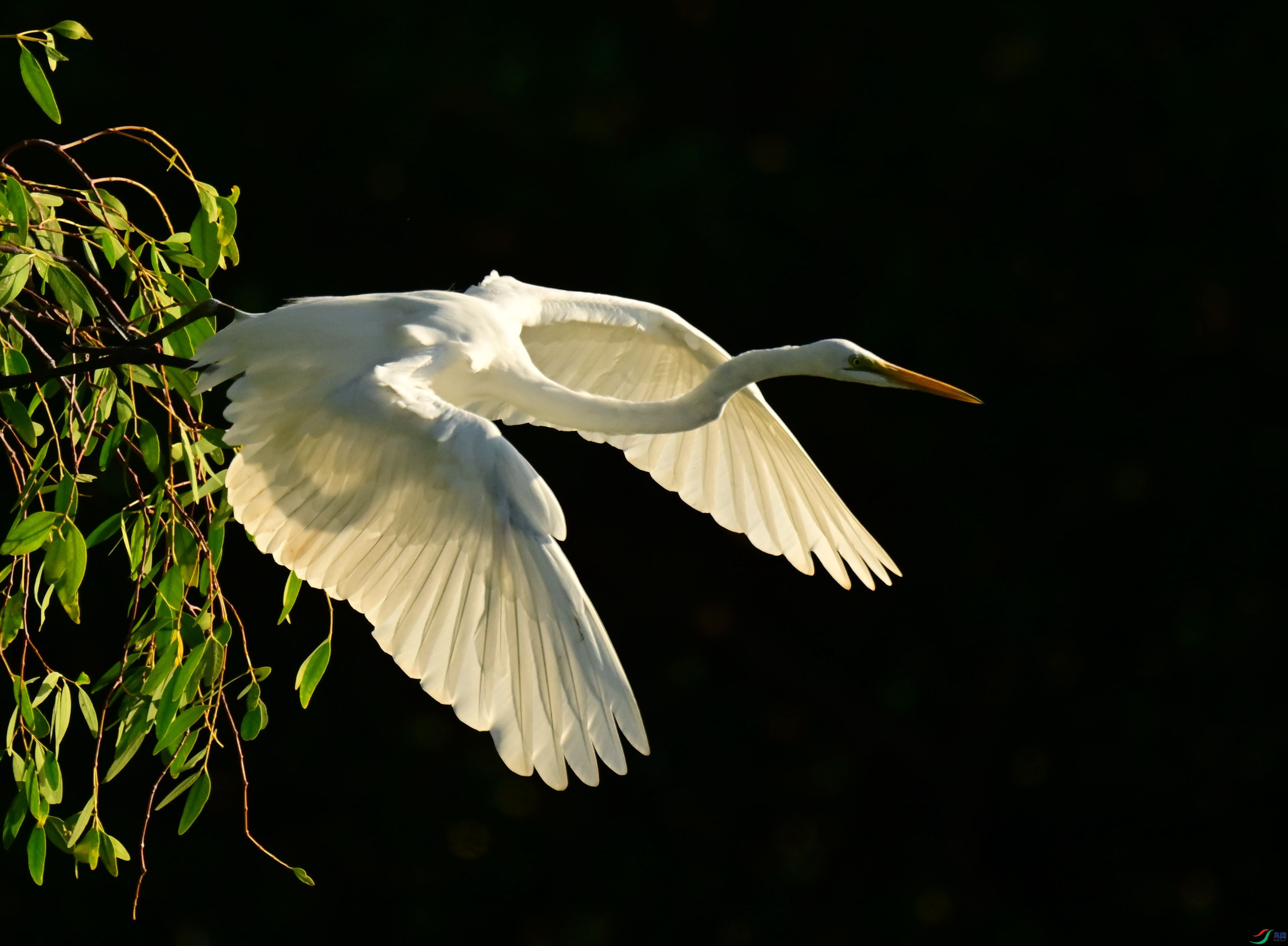 DSC_7485_1.jpg