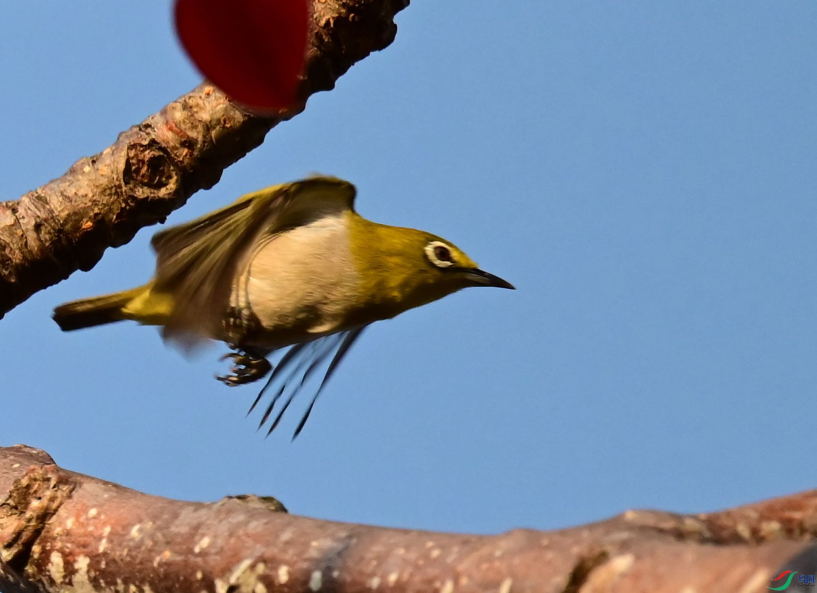 DSC_3952_1.jpg