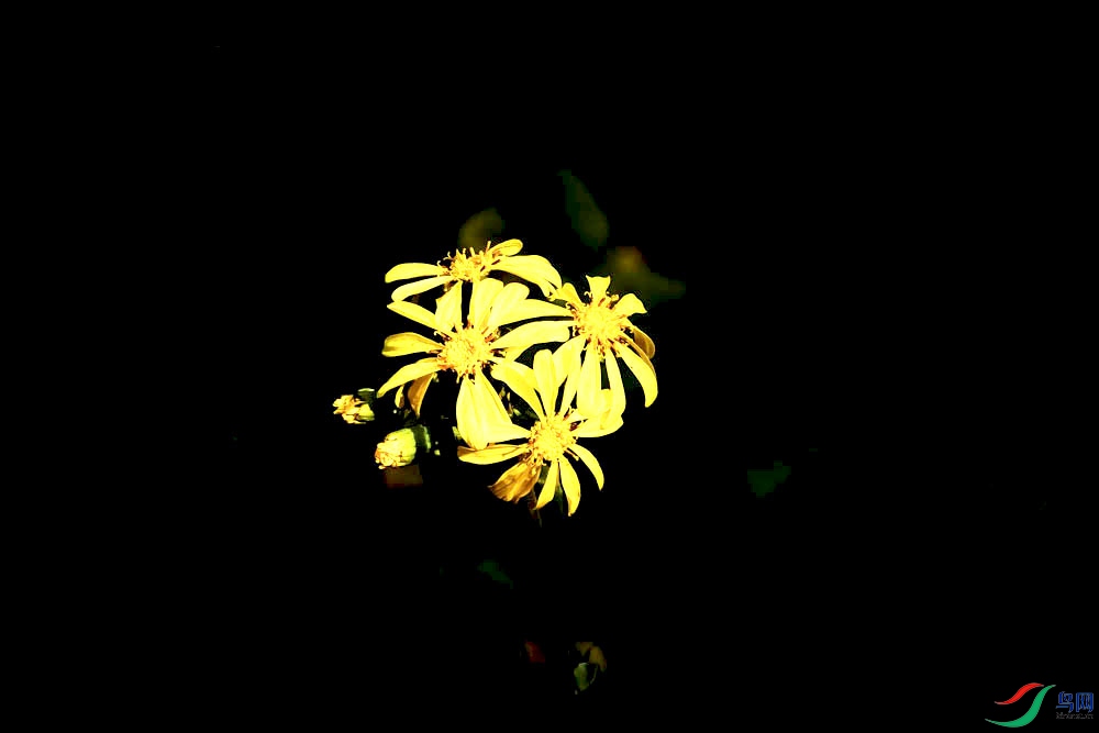 DSC00225.jpg