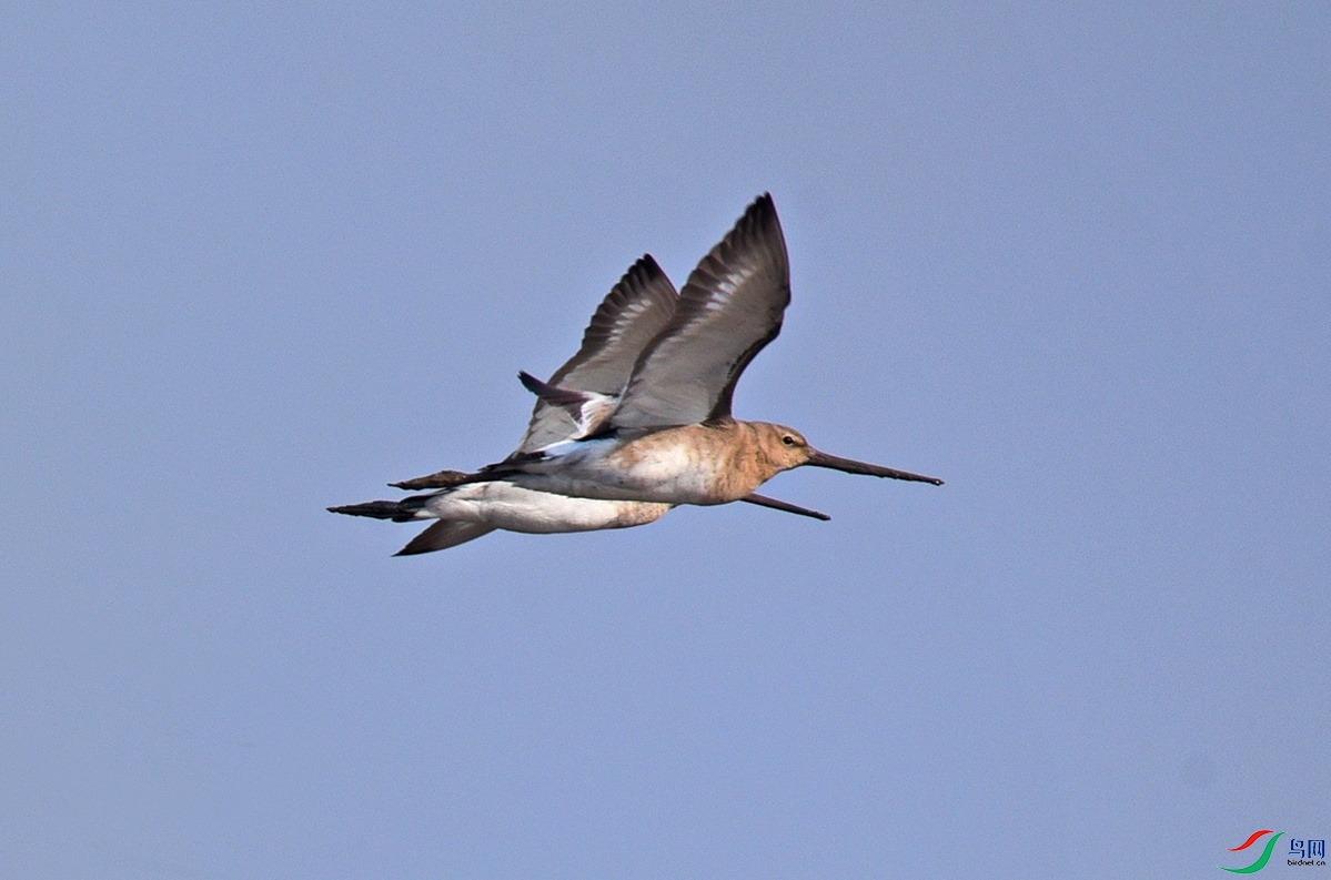 DSC_7529fff.jpg