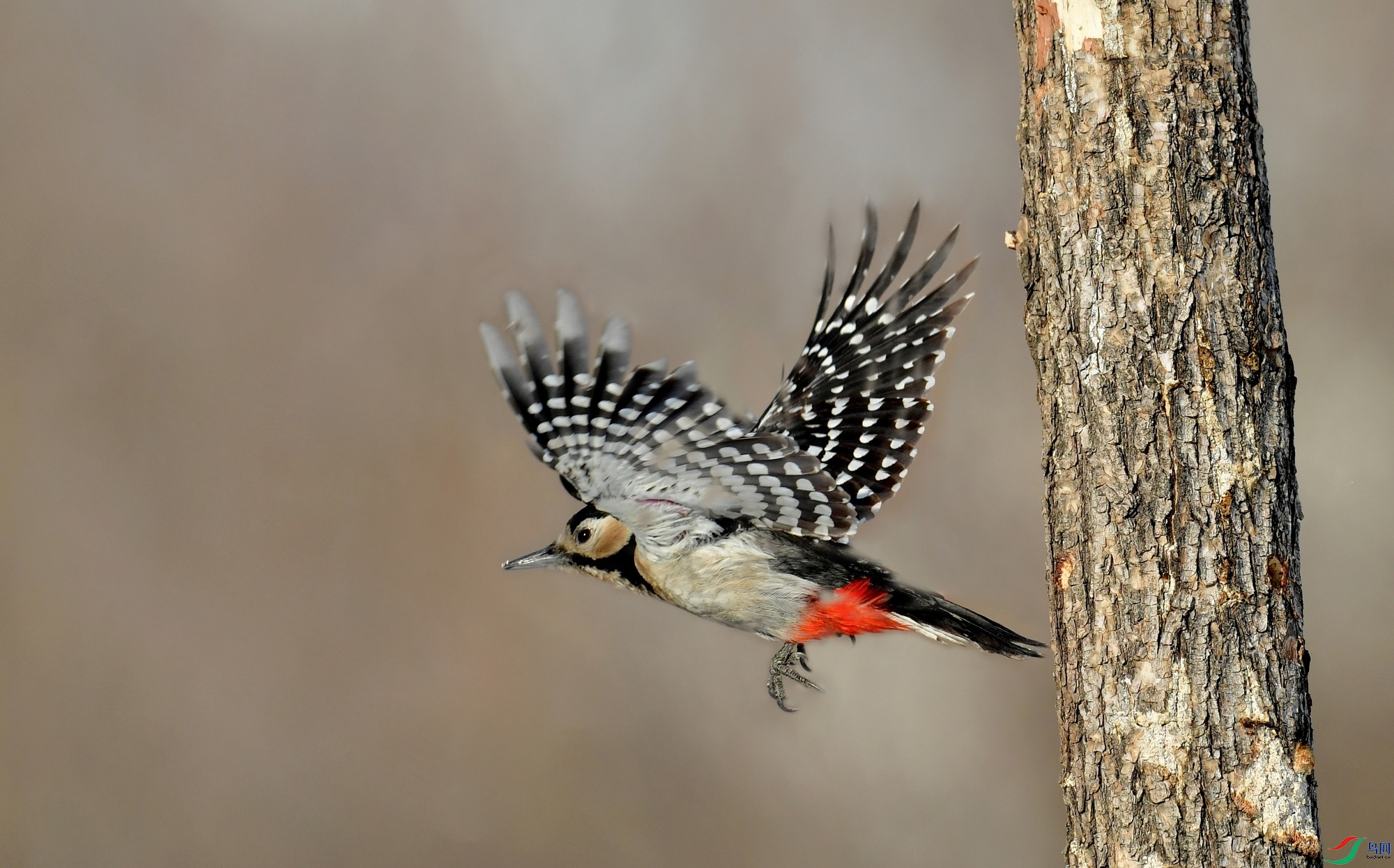 WZL_5896.jpg