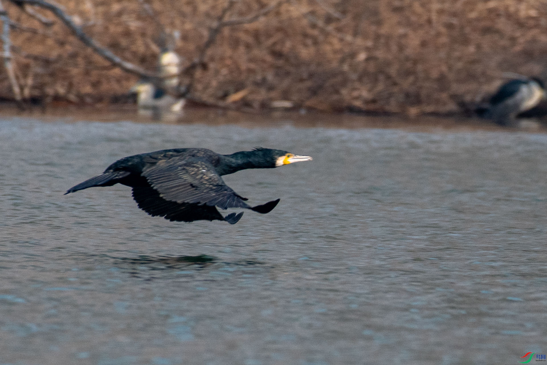 DSC_1110.jpg