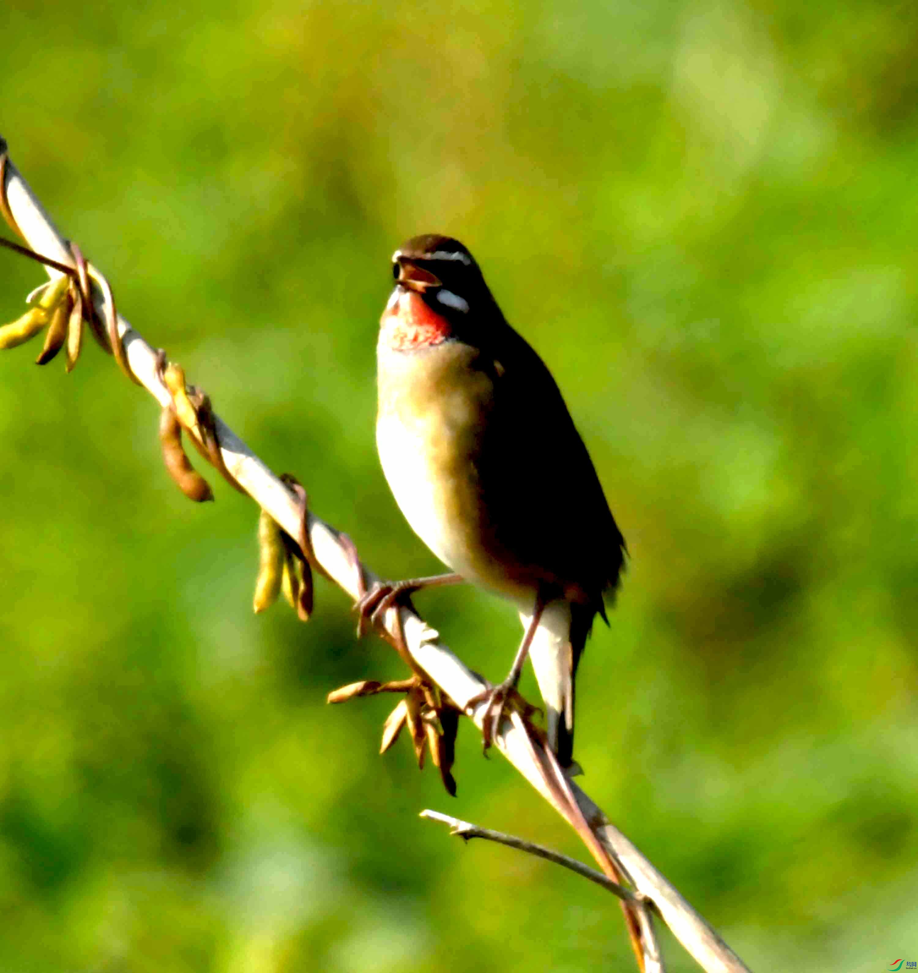 DSC_1567.JPG