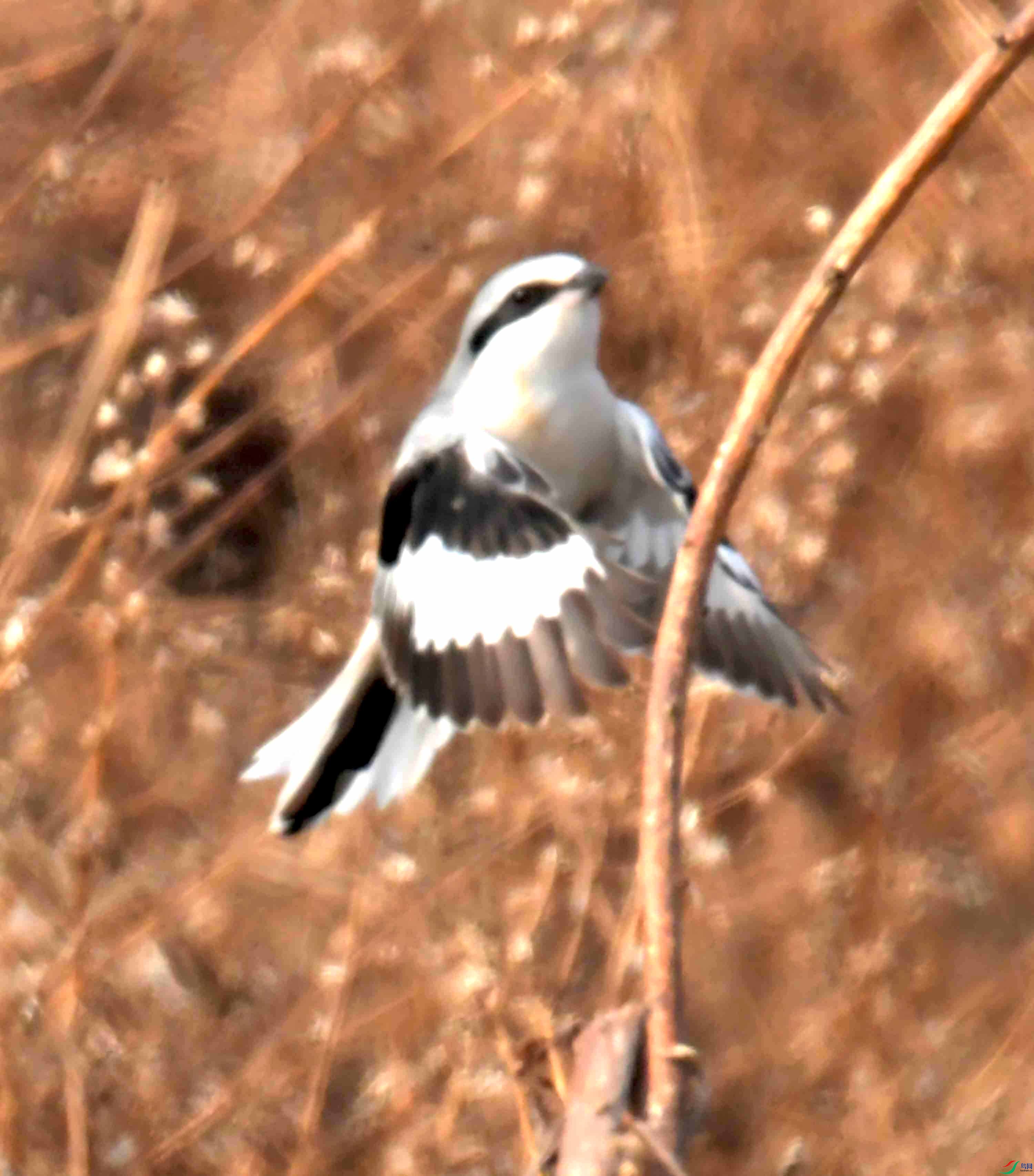 DSC_2323.JPG