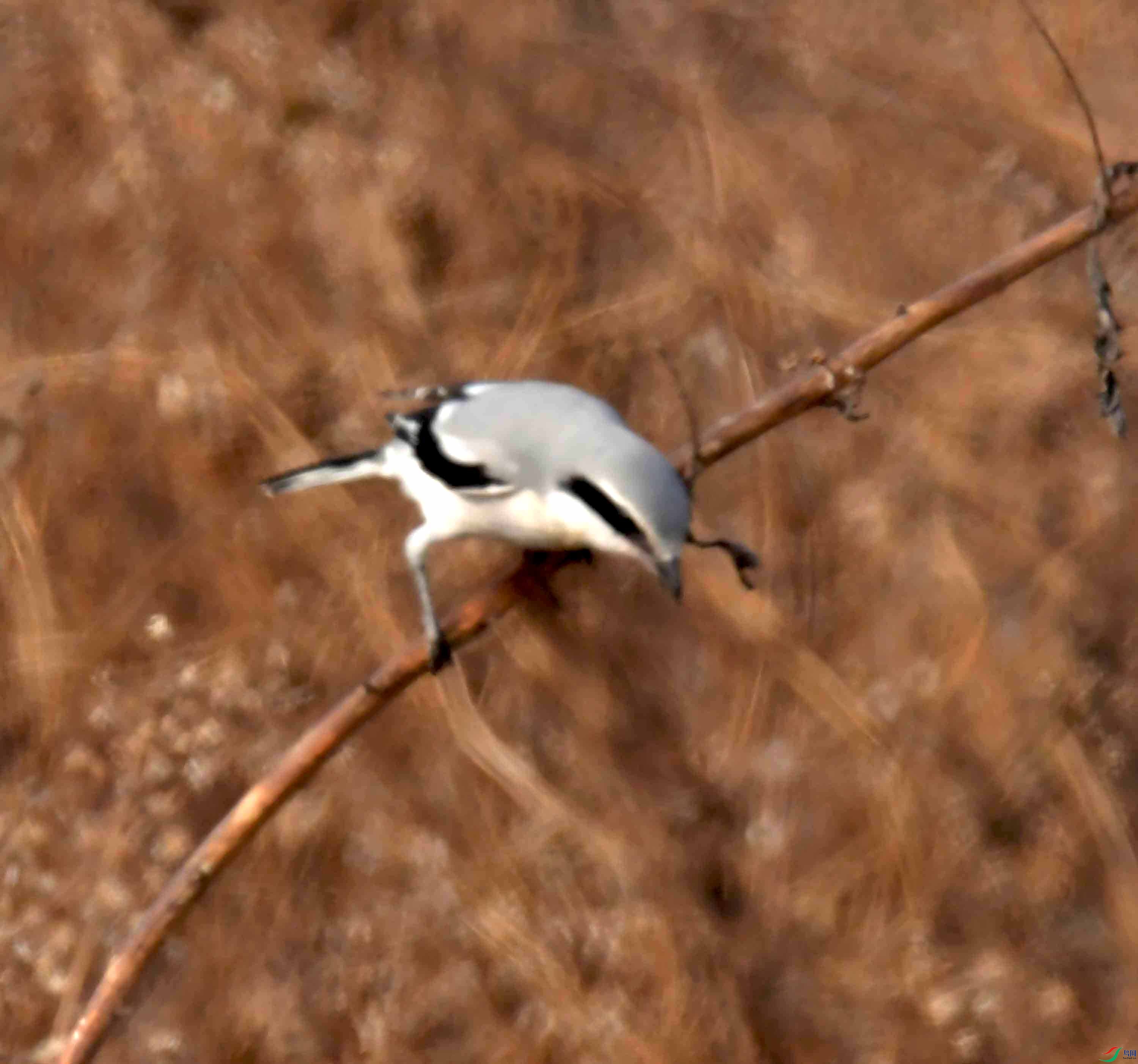 DSC_2332.JPG