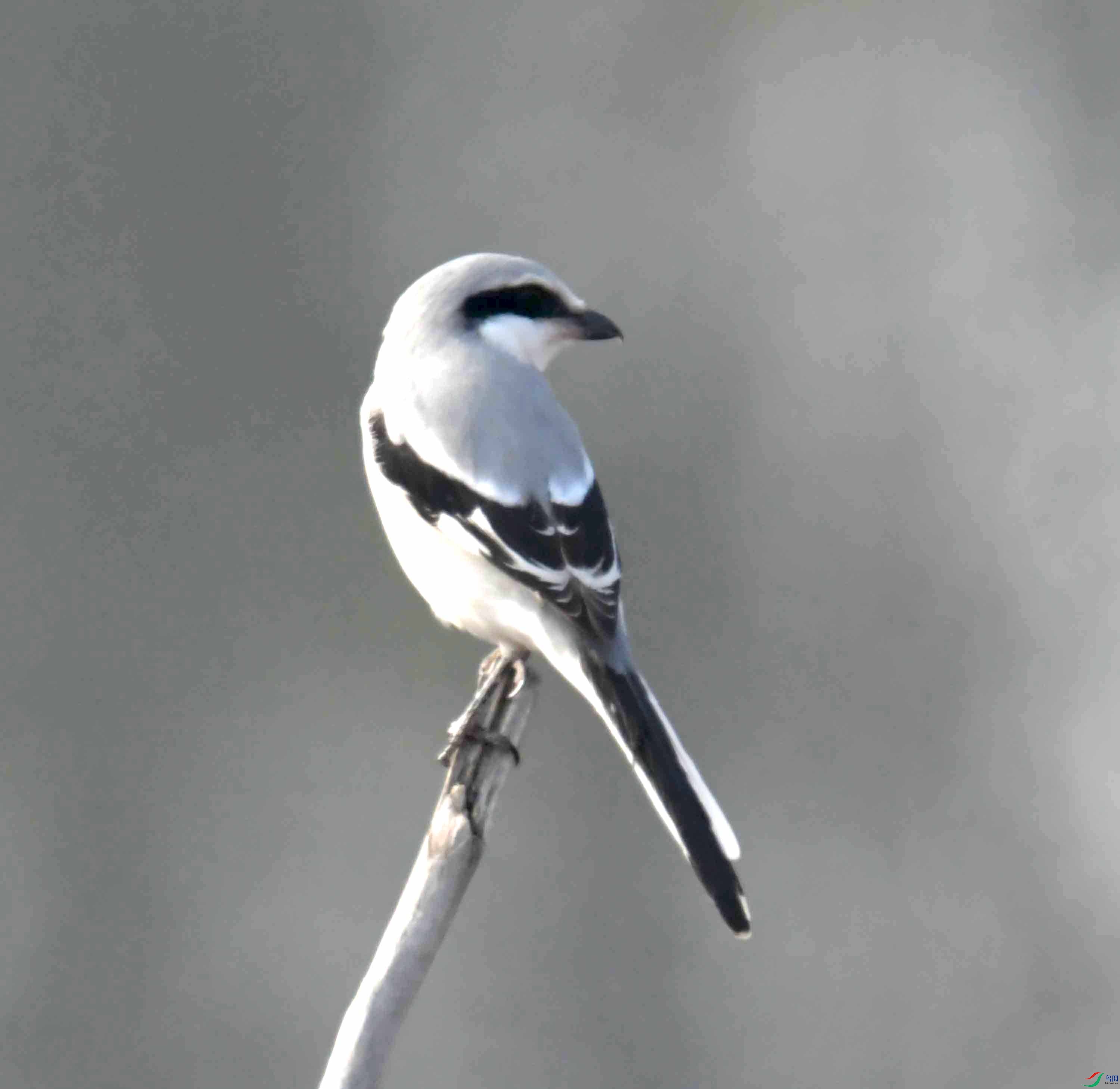DSC_2364.JPG