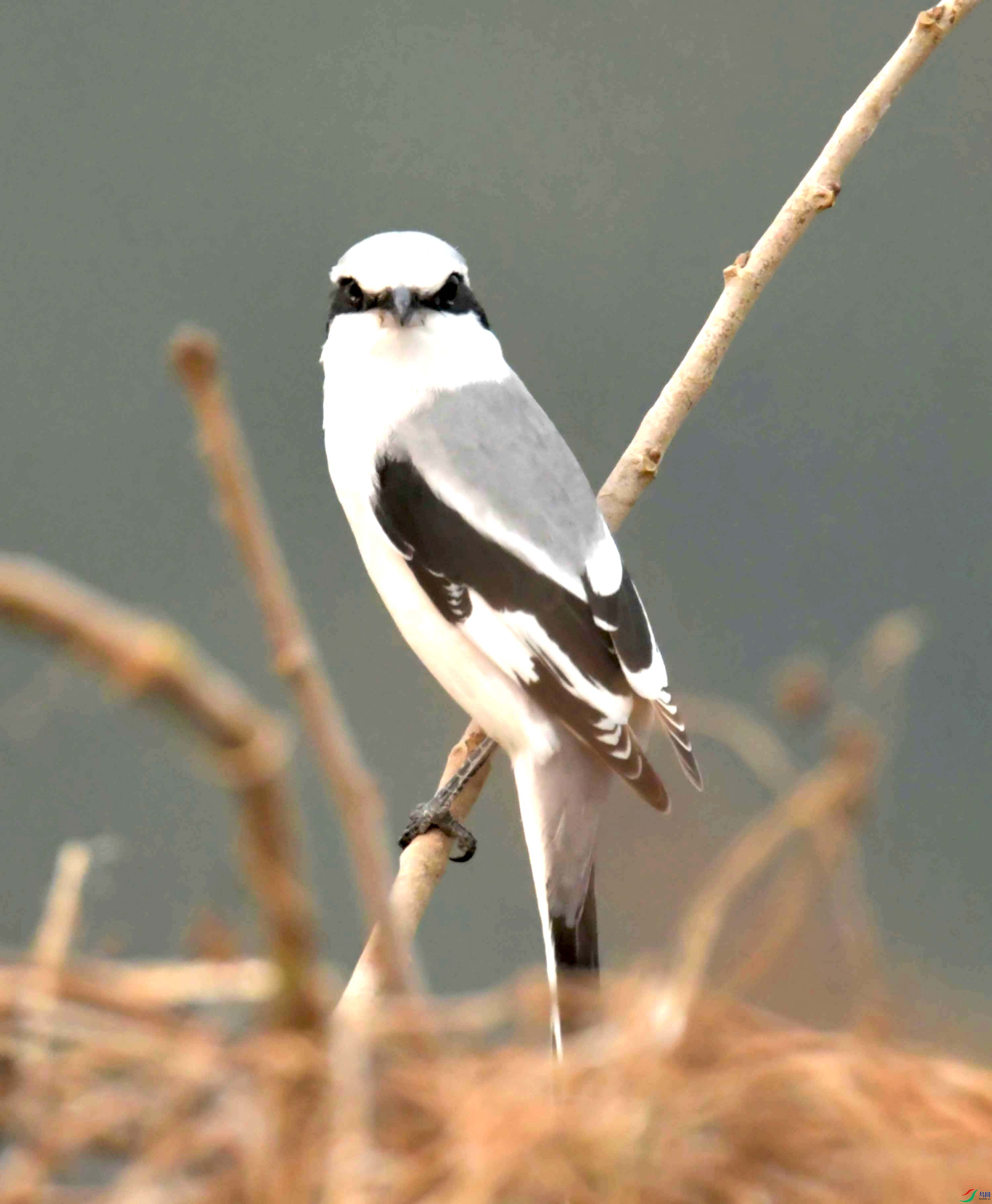 DSC_4007.JPG
