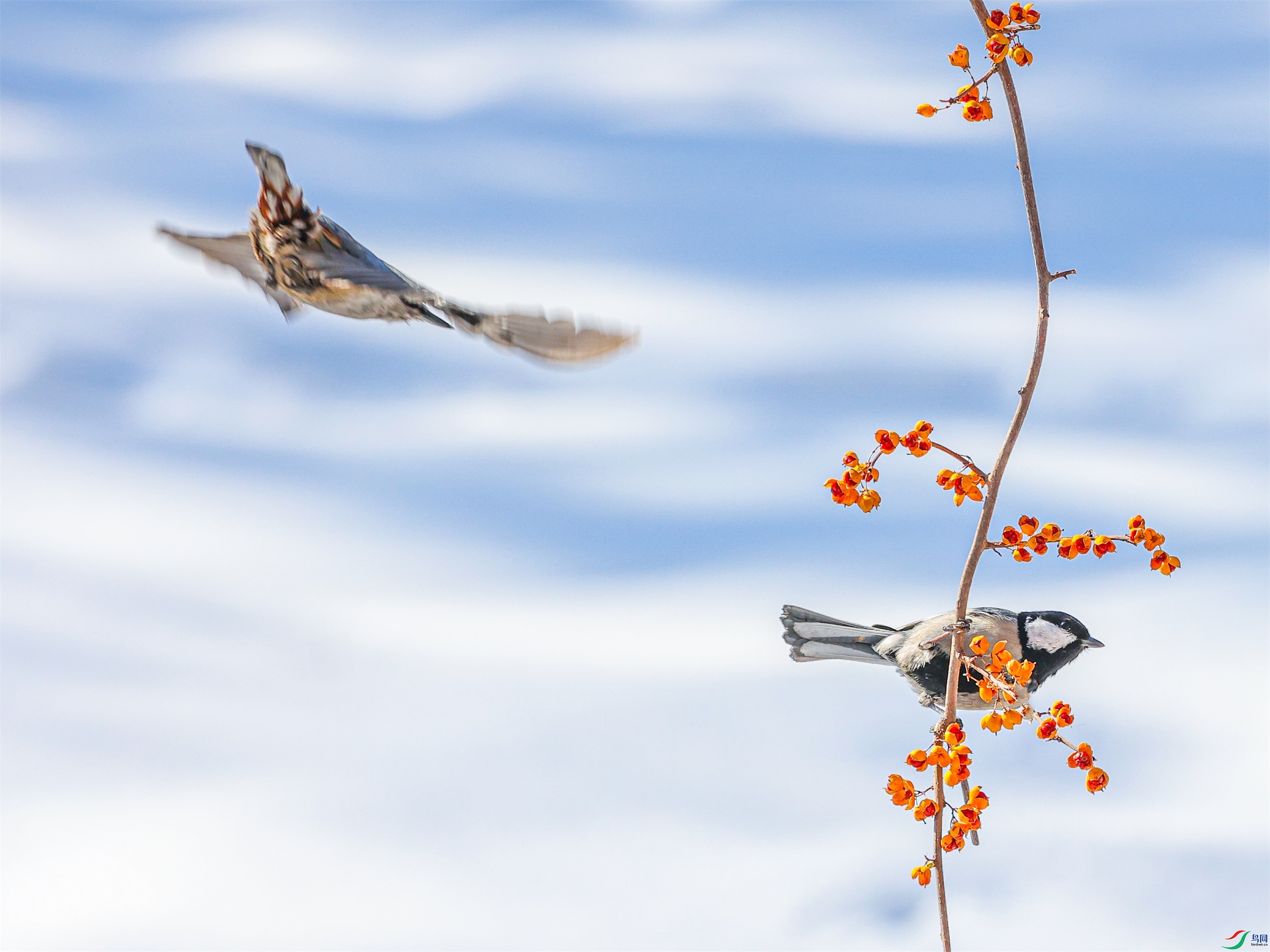 1K3A4327 ����1.jpg