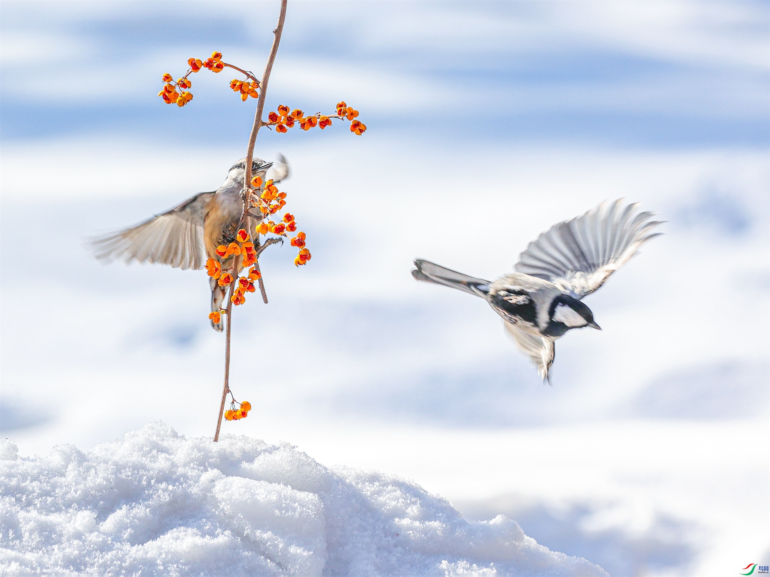 1K3A4329 ����1.jpg