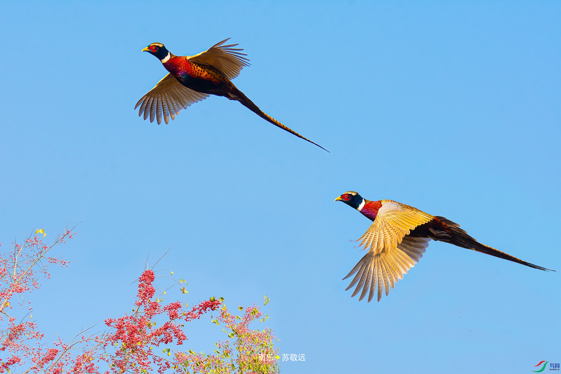 ���ɣ��վ�Զ 11��17�� ���պ�ʪ�ع�԰��.jpg