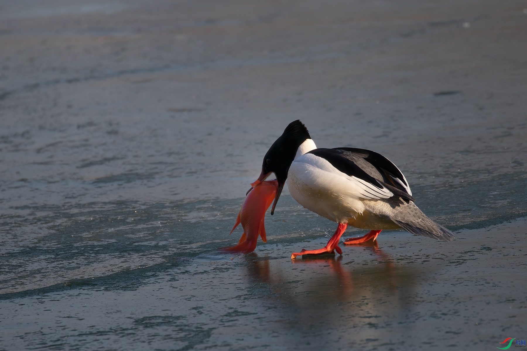 _P6A1479.jpg