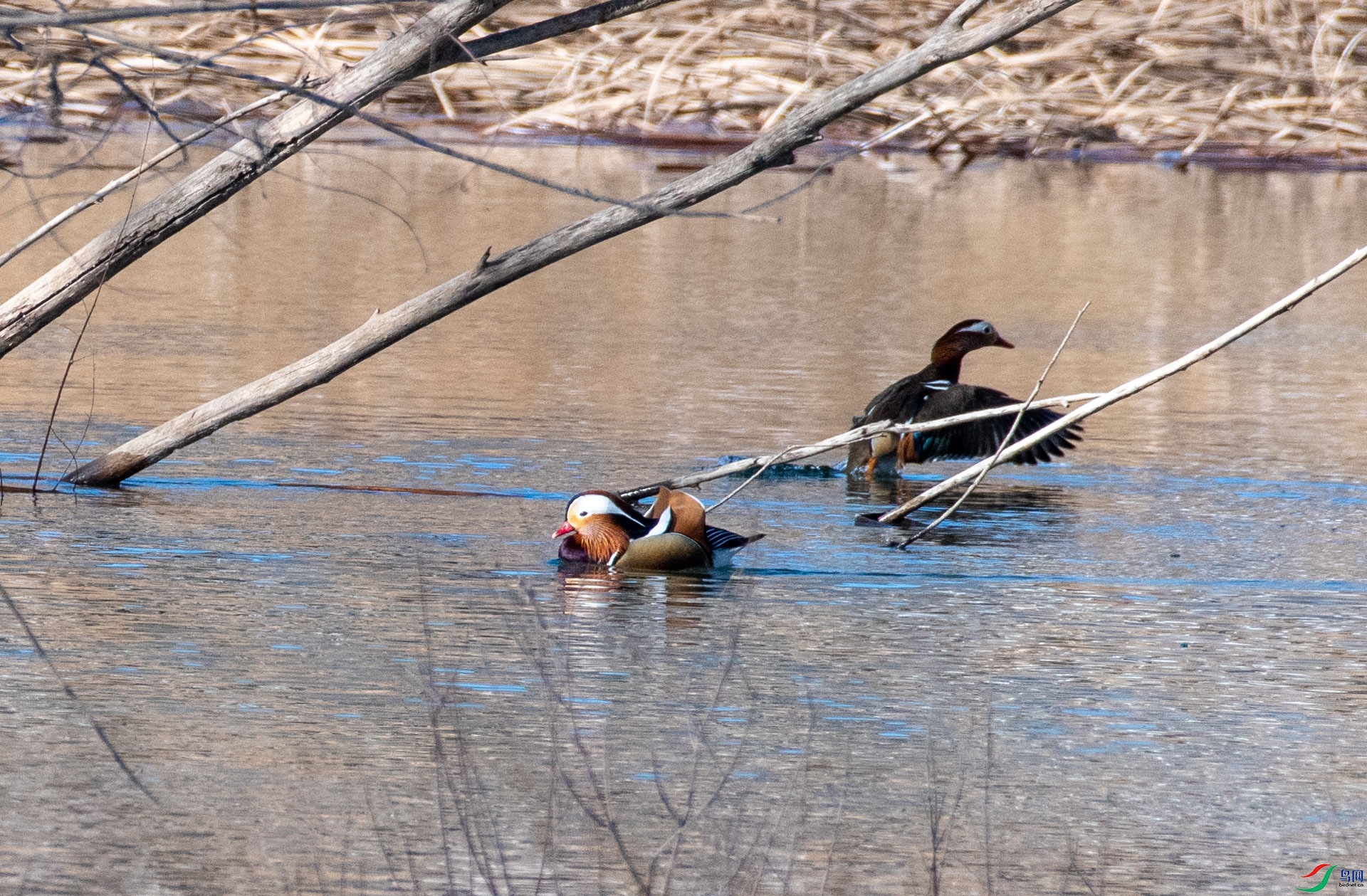 DSC_0174.jpg