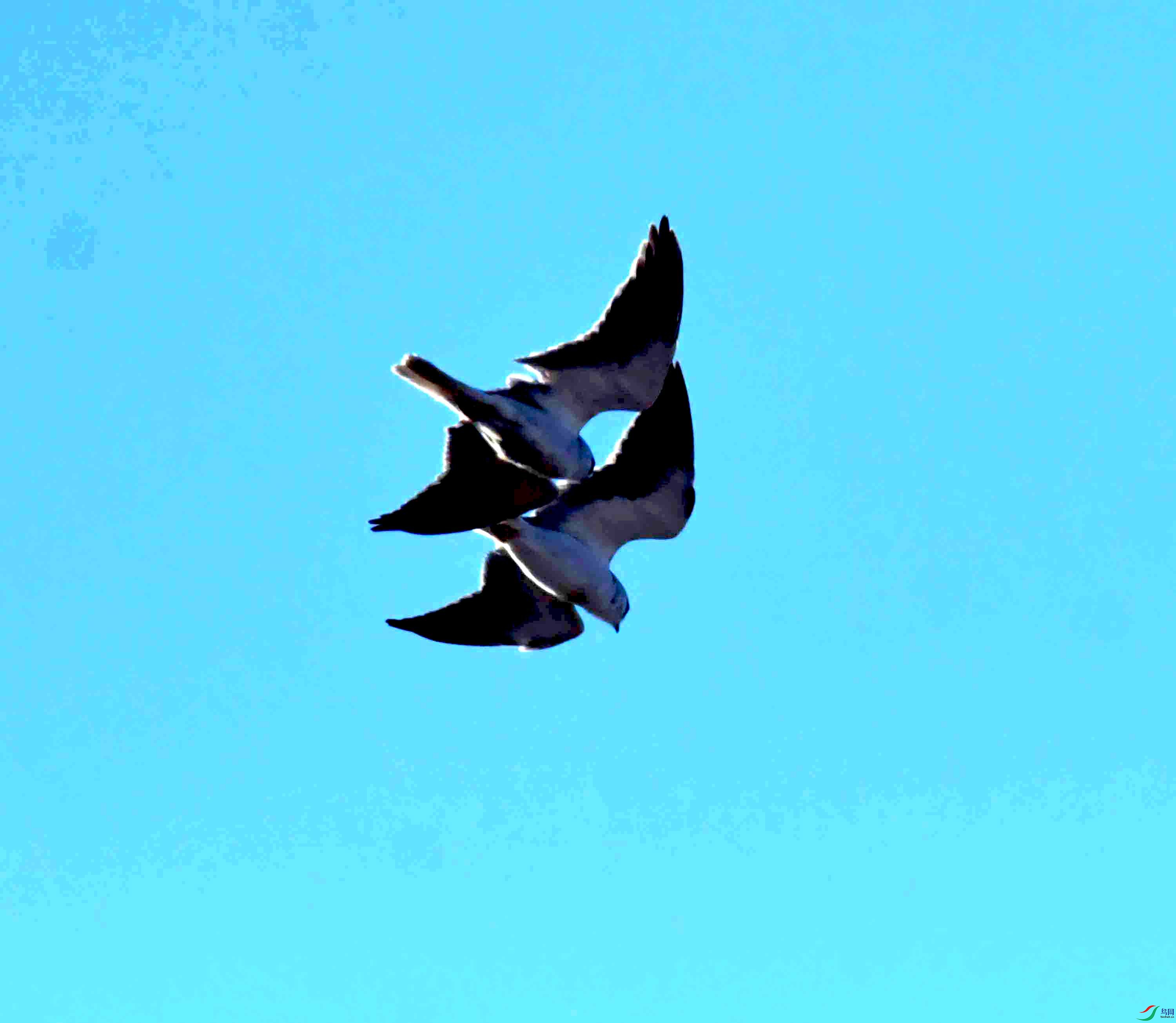 DSC_7230.JPG
