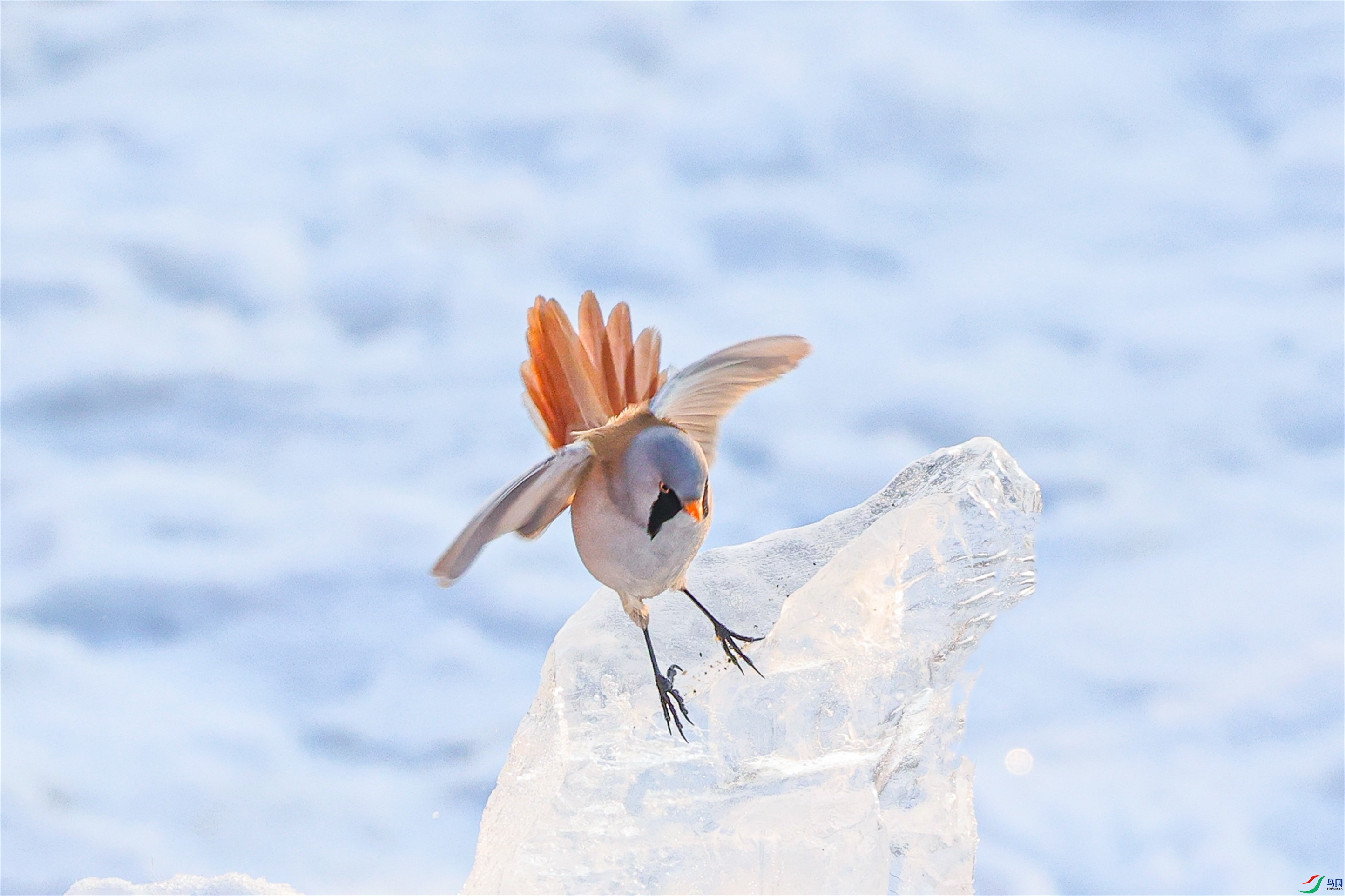 1K3A5498 ����1.jpg