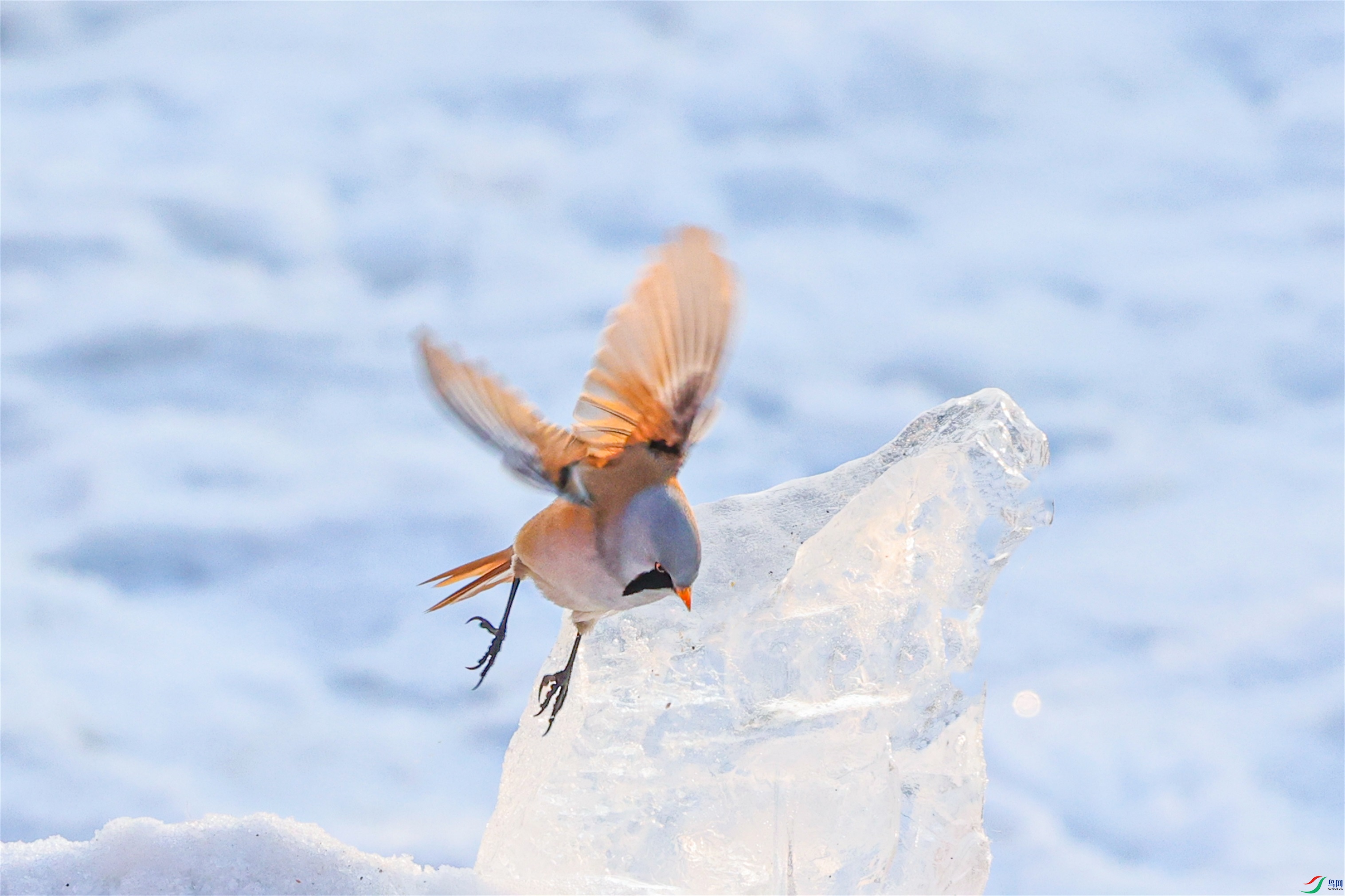 1K3A5499 ����1.jpg