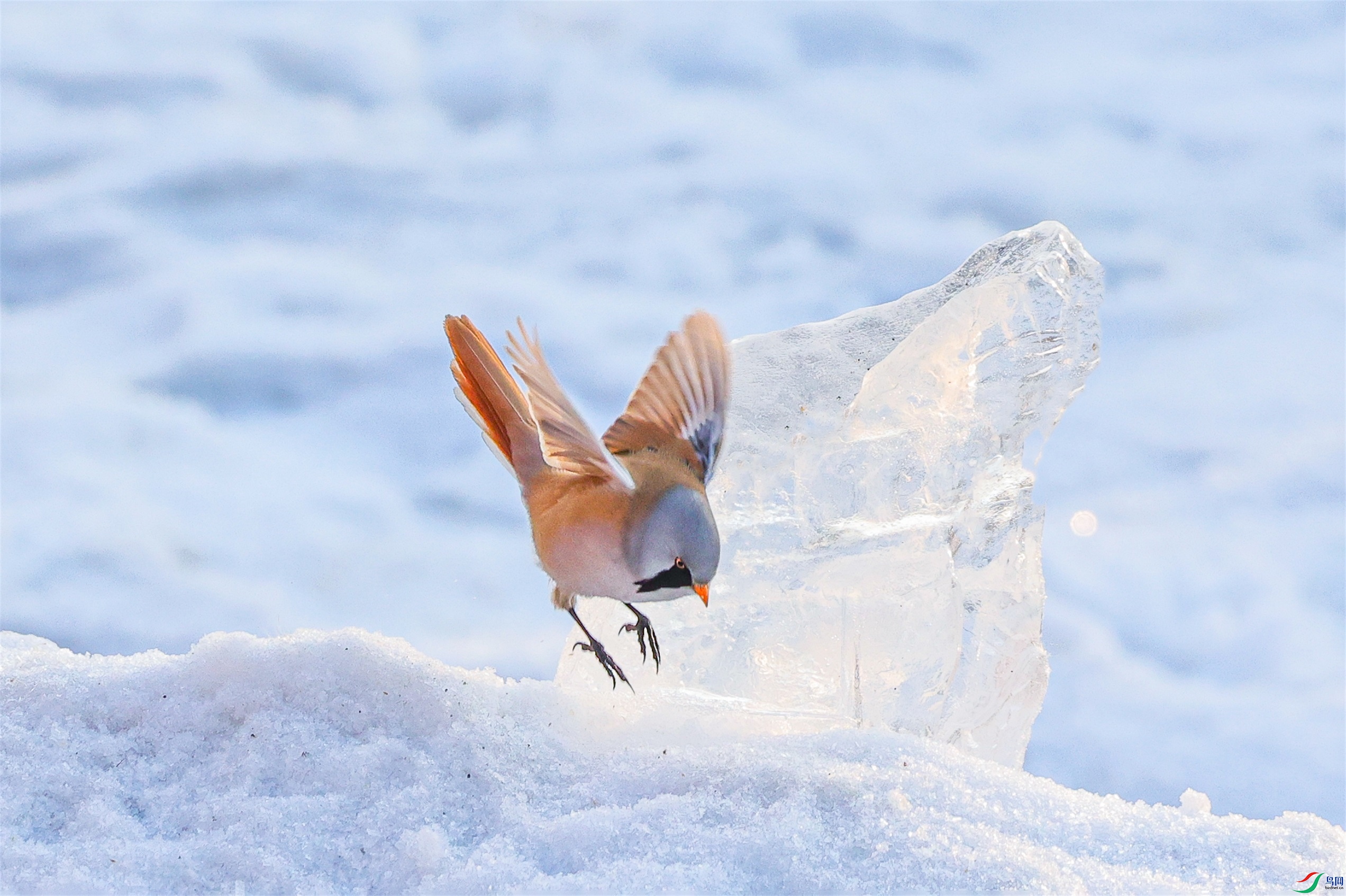 1K3A5500 ����1.jpg