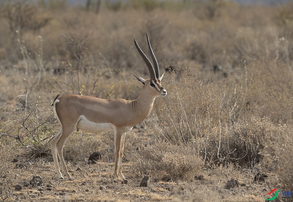 ���� (2).jpg